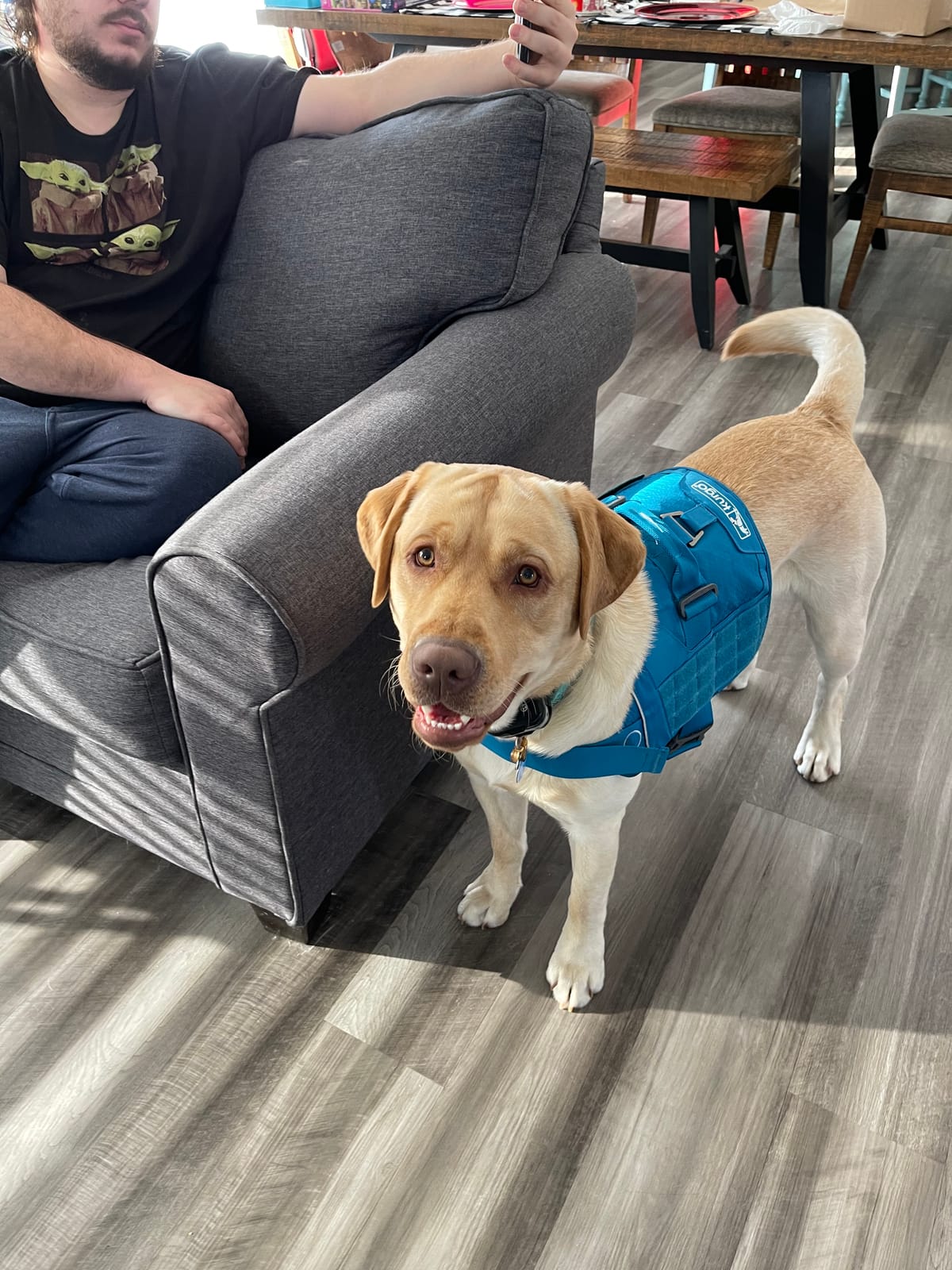 RSG Townie Harness, Blue, Large | MOLLE Compatible, Adjustable Straps, Lightweight, Breathable Mesh, Reflective Trim, Top Control Handle, Great for Active Dogs customer photo 2