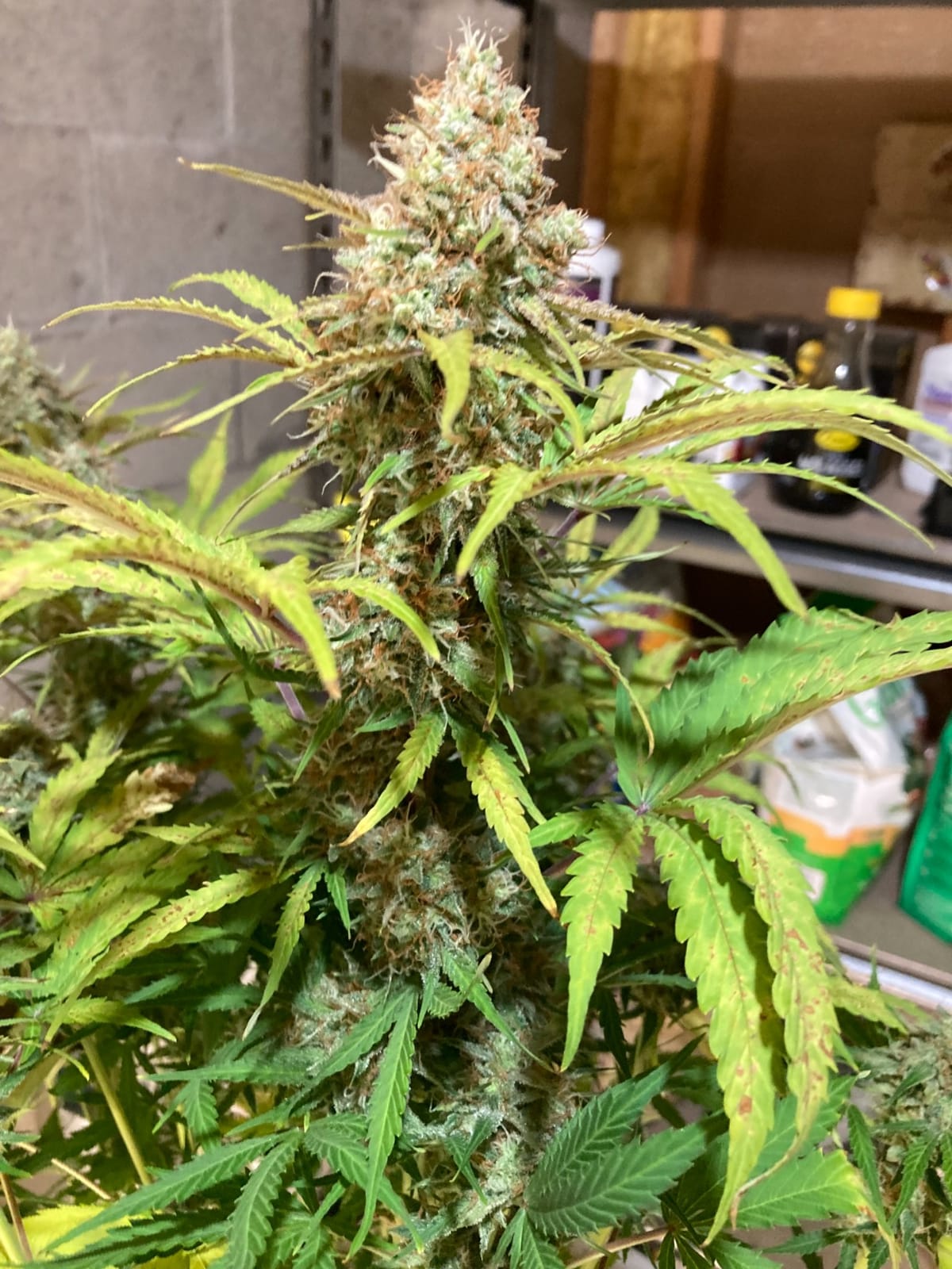 MARS HYDRO 300W TSW2000 Led Grow Light for Indoor Plants Seeding Veg Bloom | with Dimmable Daisy Chain Full Spectrum High PPFD Patented Reflector Growing Lamps in 3x3/4x4ft Grow Tent customer photo 1