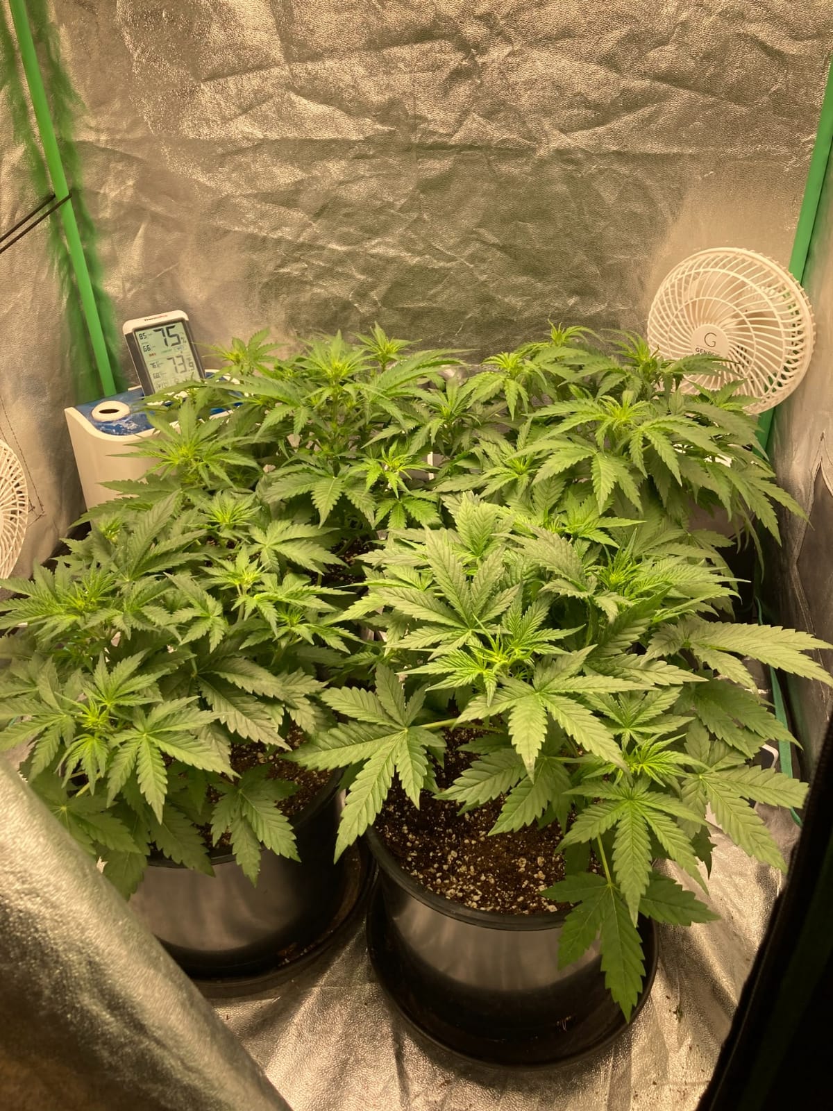 MARS HYDRO 300W TSL2000 Led Grow Lights for Indoor Plants | with Dimmable Daisy Chain Full Spectrum Patented Reflector Growing Lamps Seed Starting Veg Bloom in 4x2/5x3ft Grow Tent customer photo 1