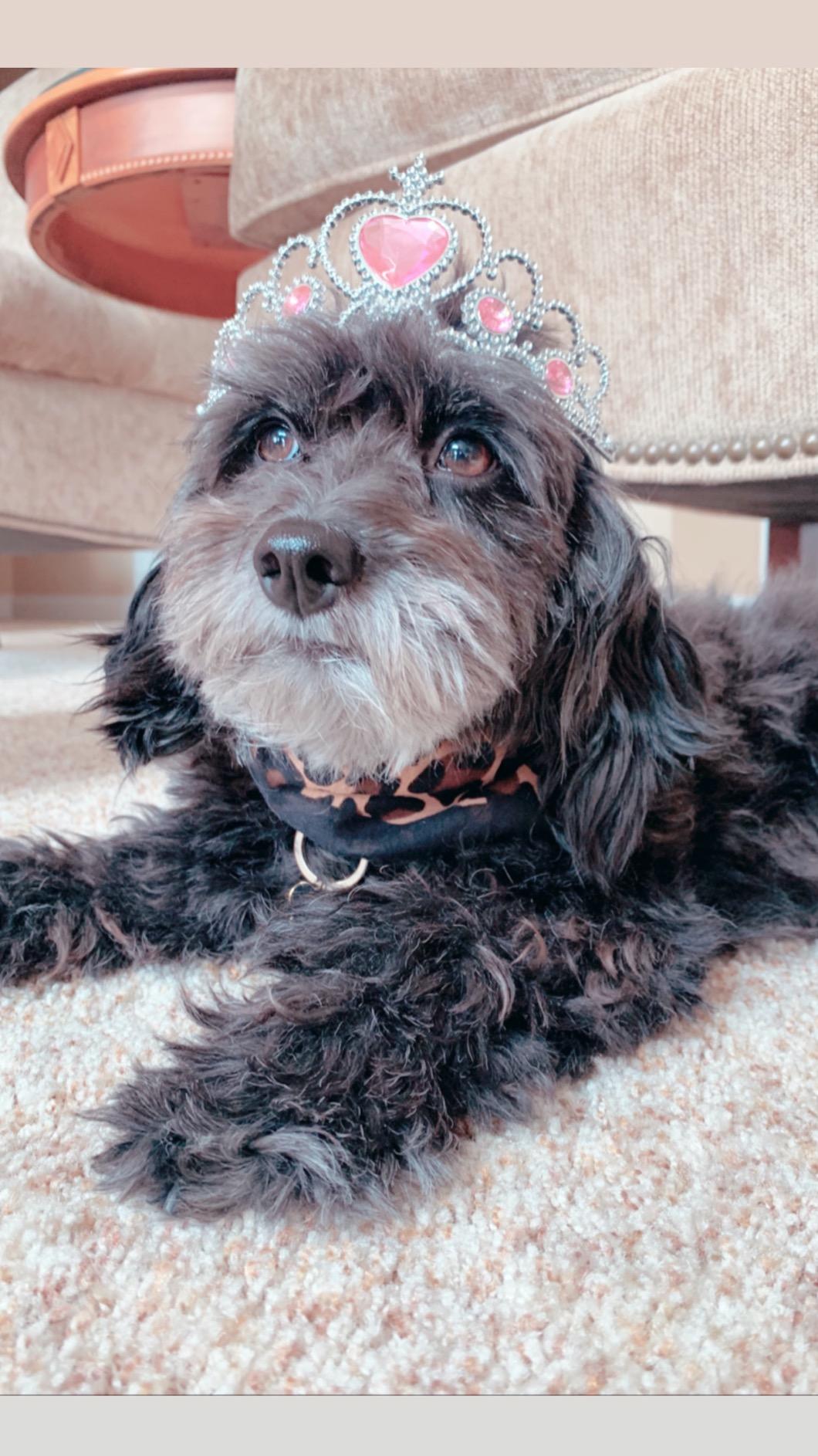 Burt's Bees for Pets Double Sided Pin and Hemp Bristle Dog Brush | Reduces shedding, removes tangles and loose hair, sustainable bamboo and recycled materials, all coats customer photo 2