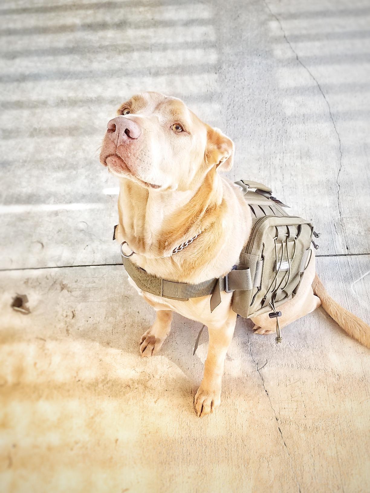 EXCELLENT ELITE SPANKER Nylon Dog Backpack with 2 Side Pockets for Hiking | Adjustable Tactical Dog Pack Hound Saddle Bag Harness for Medium & Large Dog Traveling Camping Walking Training Running customer photo 2