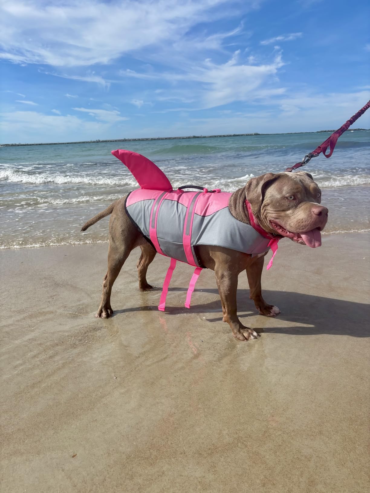 ASENKU Dog Life Jacket - Pet Safety Vest for Swimming & Boating, Shark Life Jacket with Floatation, Dog Lifesavers Swimsuits for Small Medium Large Dogs (Grey, XL) customer photo 1
