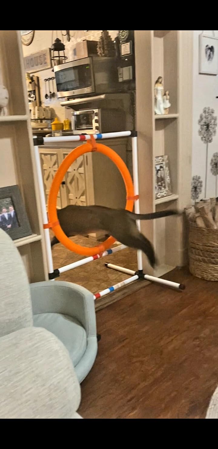 Midlee Dog Agility Hoop Jump | 22