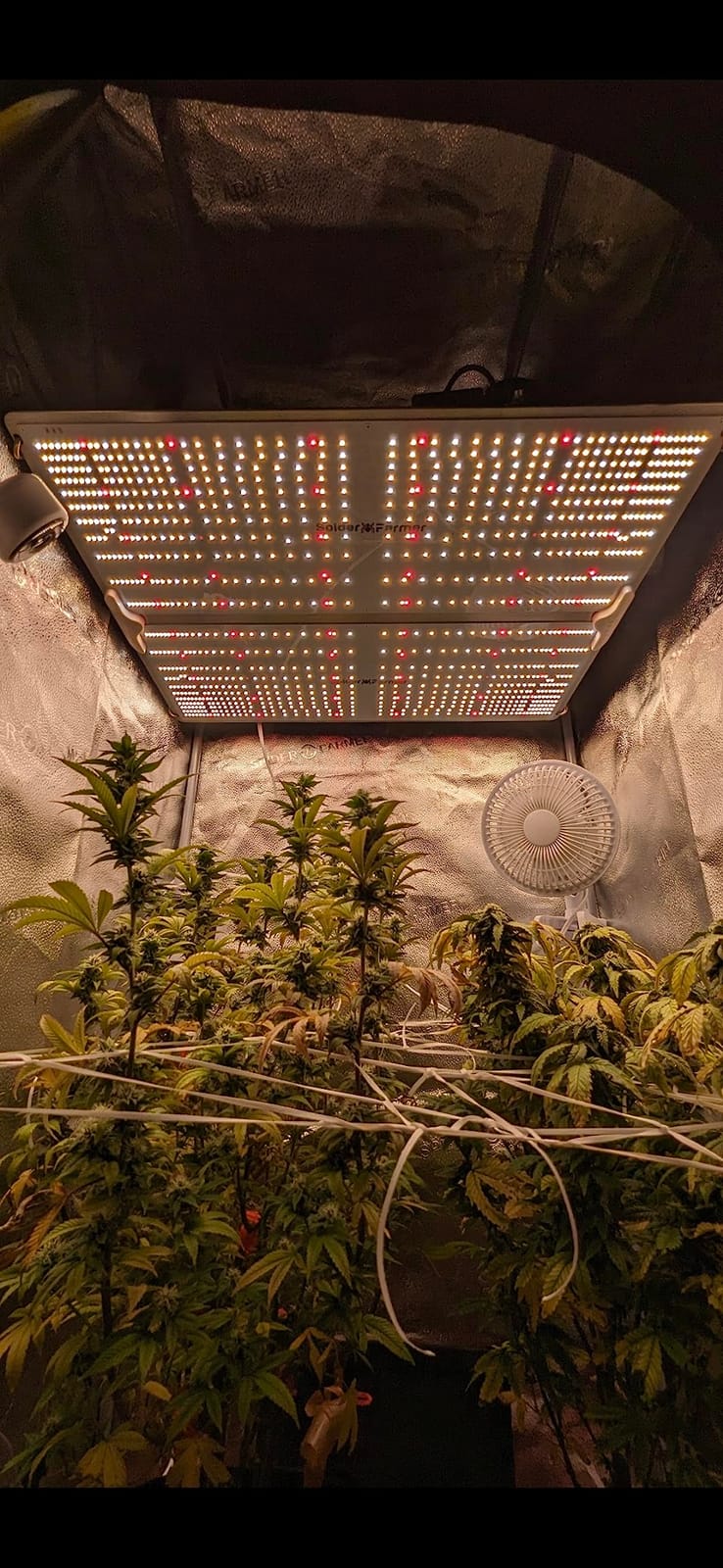 SF2000 LED Grow Lights for Indoor Plants in 2x4 Grow Tent | 200W Dimmable Full Spectrum Grow Light, New-Gen High-Efficiency Diodes 2.7 PPE System for Seed Starting, Vegetables & Bloom customer photo 2