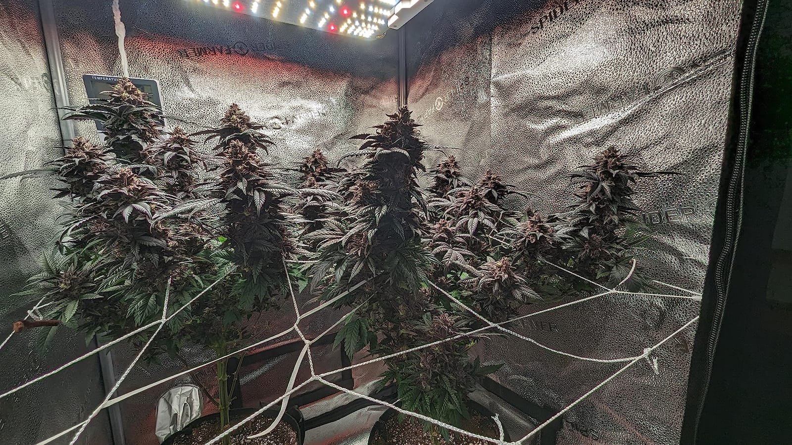 SF4000 LED Grow Lights for Indoor Plants in 4x4 Grow Tent | 450W Dimmable Full Spectrum Grow Light, New-Gen High-Efficiency Diodes 2.7 PPE System for Seed Starting, Vegetables & Bloom customer photo 2