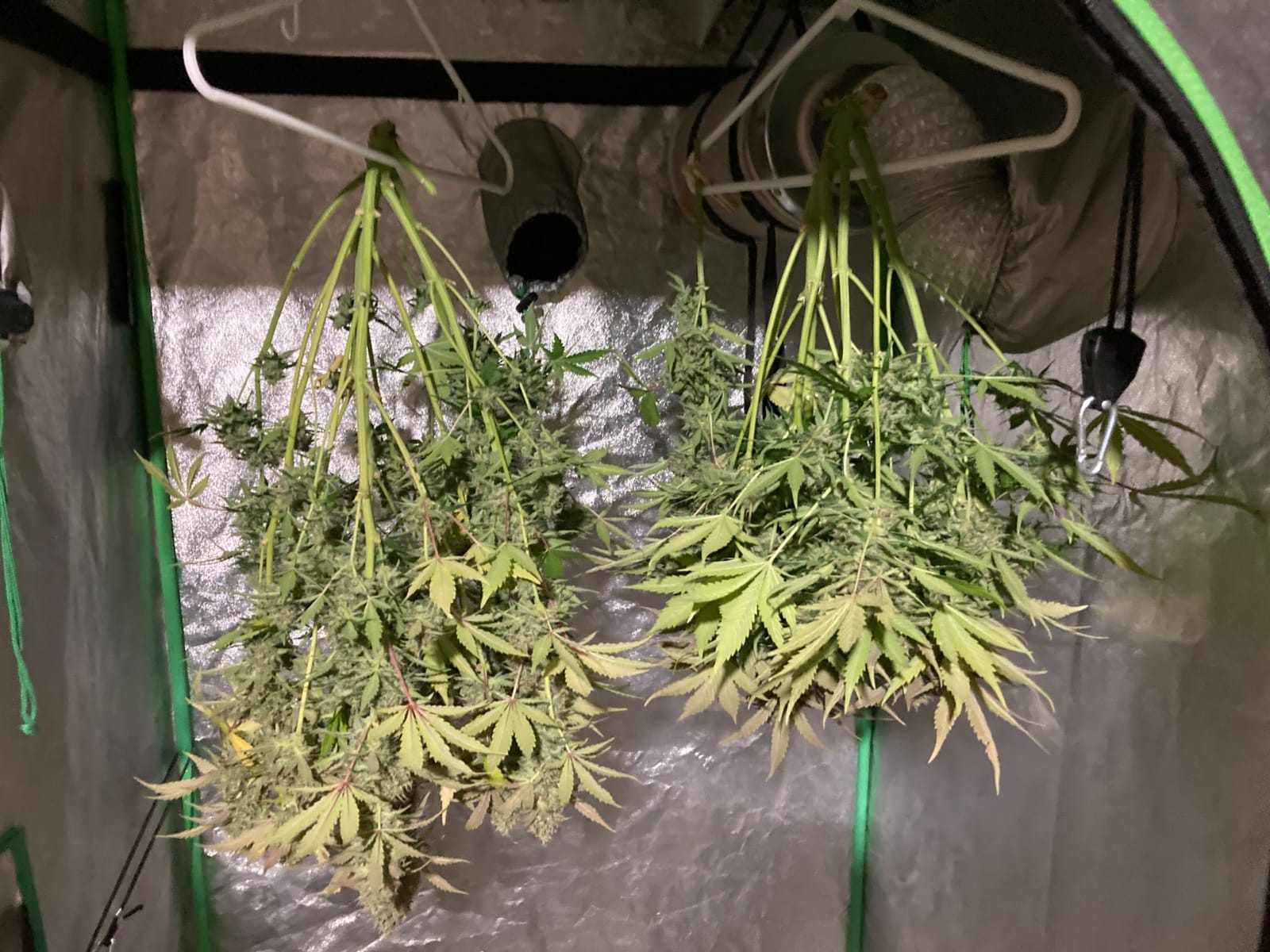 MARS HYDRO 420W TS3000 Led Grow Lights for Indoor Plants | Full Spectrum, Smart Dimmable, Daisy Chain Commercial Growing Lamp in 4x4 5x5ft Coverage Greenhouse Grow Tent customer photo 1
