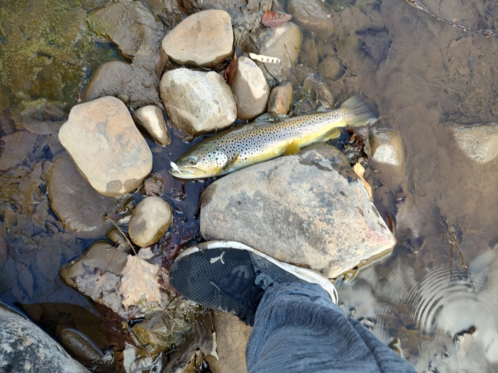 Pflueger Trion Spinning Reel customer photo 2