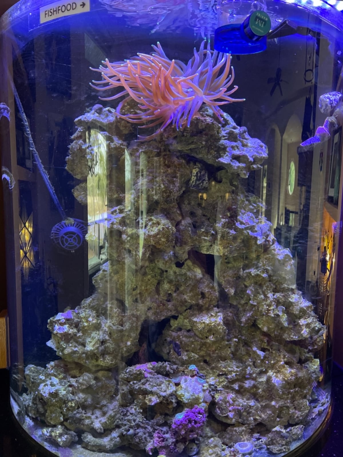FREESEA Magnetic Wave Maker for Aquarium: 1s Mounts on 15mm Glass Secure | 6W 1050GPH 180 Degree Adjustable Powerful Head Help Eliminate Dead Spots - Improve Water Quality for 40-100 Gallon Fish Tank customer photo 2