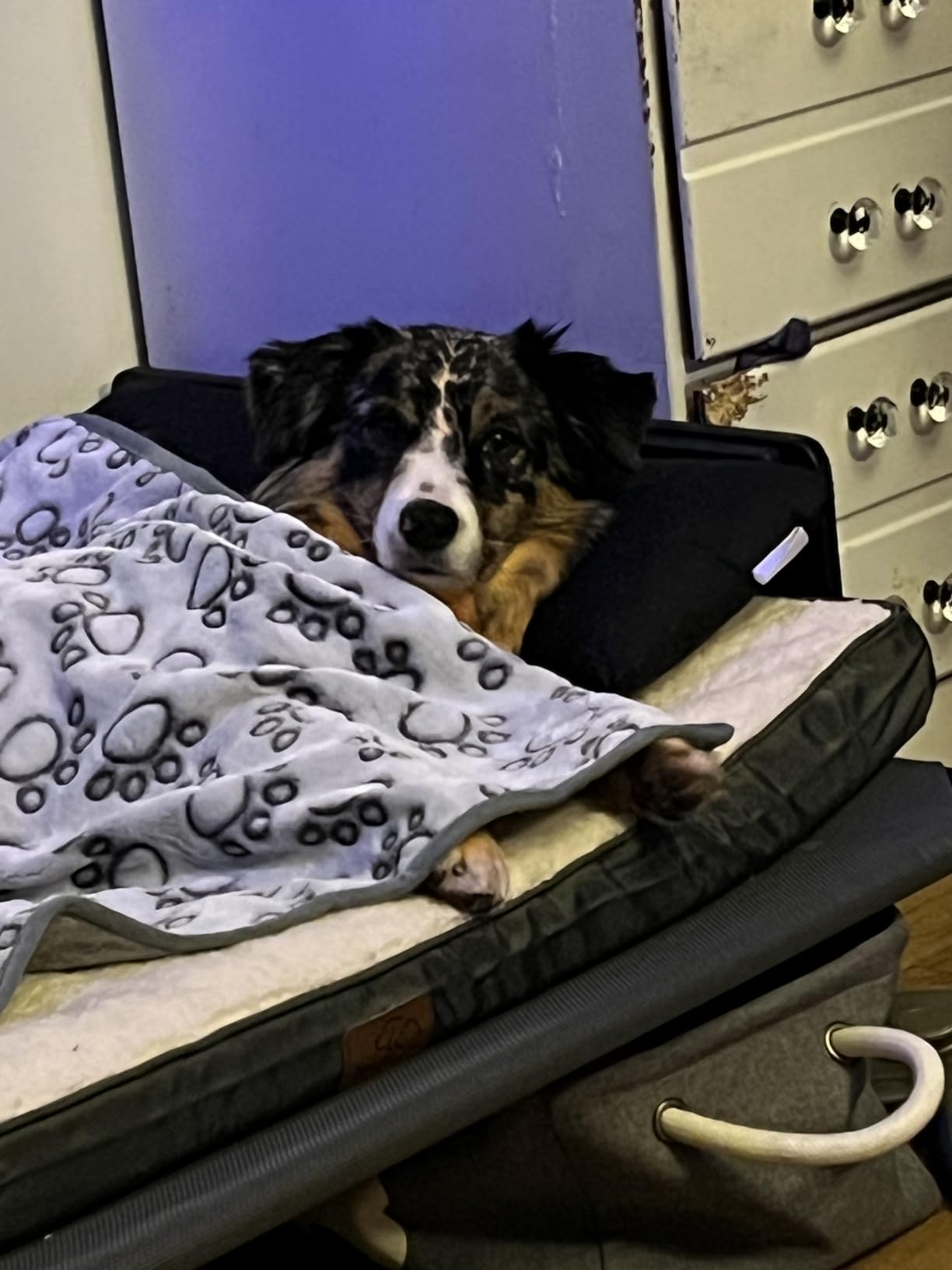Bedsure Washable Dog Beds Large Sized Dog with Comfy Sherpa, 36x27in Grey | Orthopedic Egg Crate Foam, Comfort Support Flat Rectangle Pet Mat, Non-Slip Bottom, Removable Cover, For Large Breed Up to 55 lbs customer photo 1