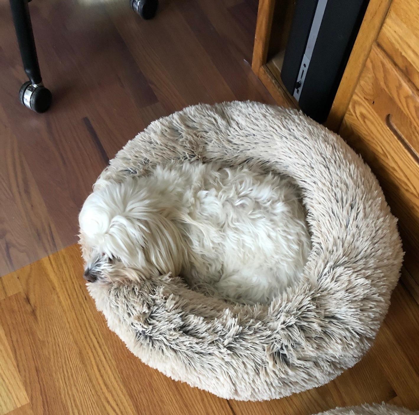 Friends Forever Donut Dog Bed Faux Fur Fluffy Calming Sofa For Large Dogs, Soft & Plush Anti Anxiety Pet Couch For Dogs, Machine Washable Coco Pet Bed with Non-Slip Bottom, 36