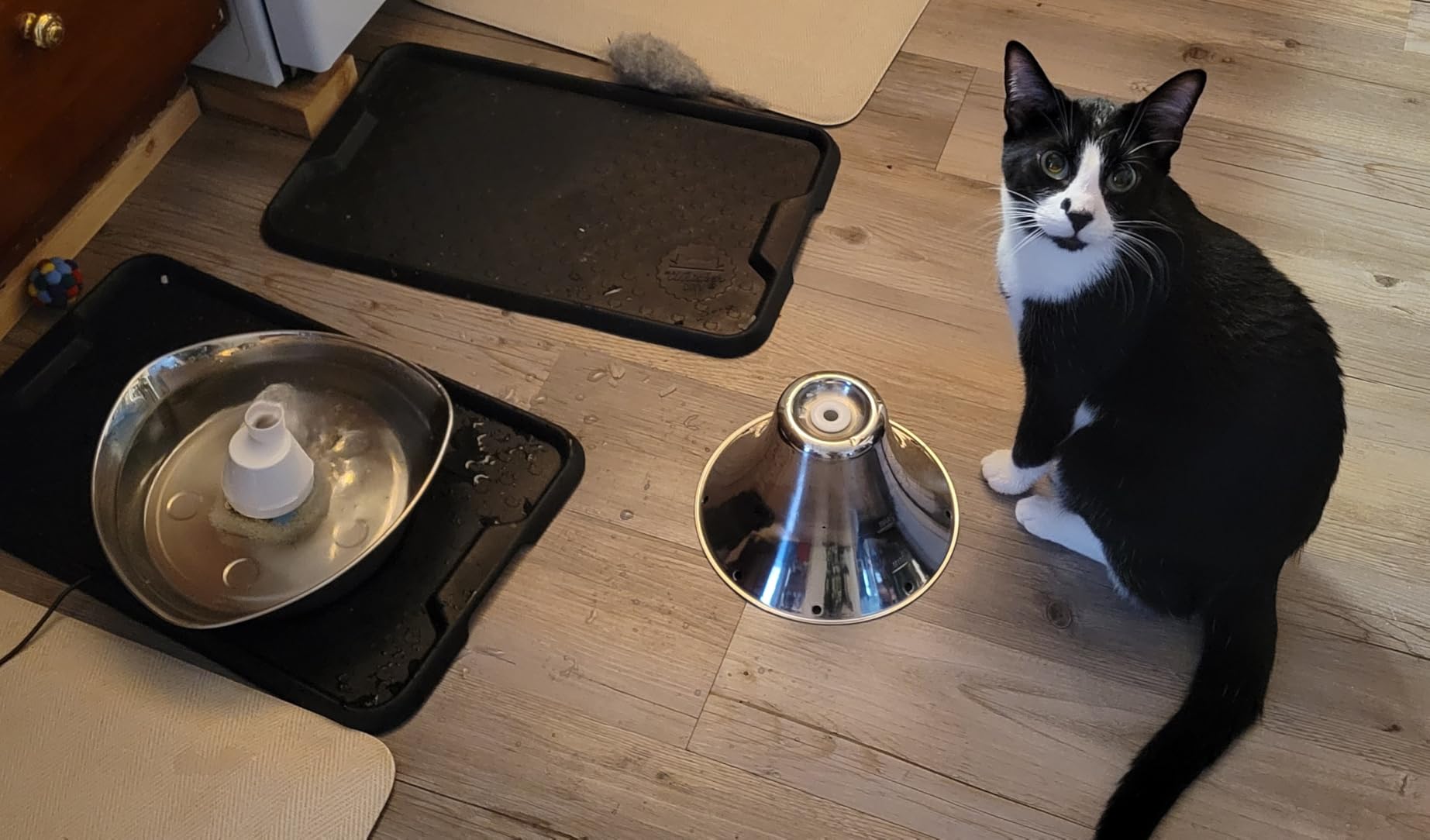 PetSafe Drinkwell Seaside Stainless Cat & Dog Fountain, 60 oz, 2 Filters & Pump | 60 Oz Capacity, 360-Degree Flow, Triple-Filter with 2.5x More Activated Carbon, Scratch/Rust-Resistant Stainless Steel customer photo 2