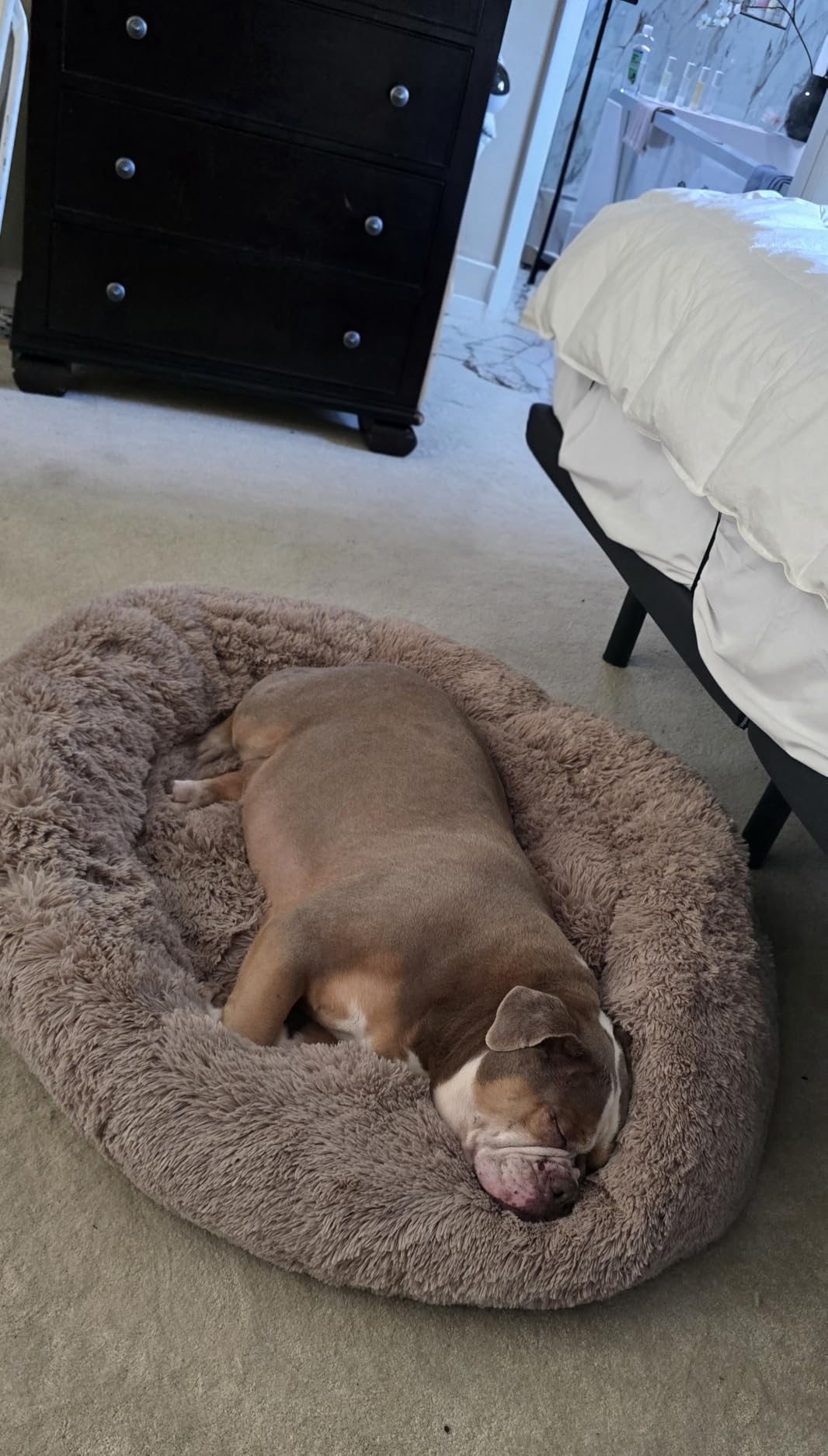 Bedsure Calming Small Dog Bed Donut Washable Cat & Puppy Bed, 23 inches Camel | Oprah Daily Award, Fluffy Faux Fur Round Cuddler, Anti-Slip Bottom, Anti-Anxiety, Deep Sleep for Large Cat & Pets Up to 25 Lbs customer photo 1