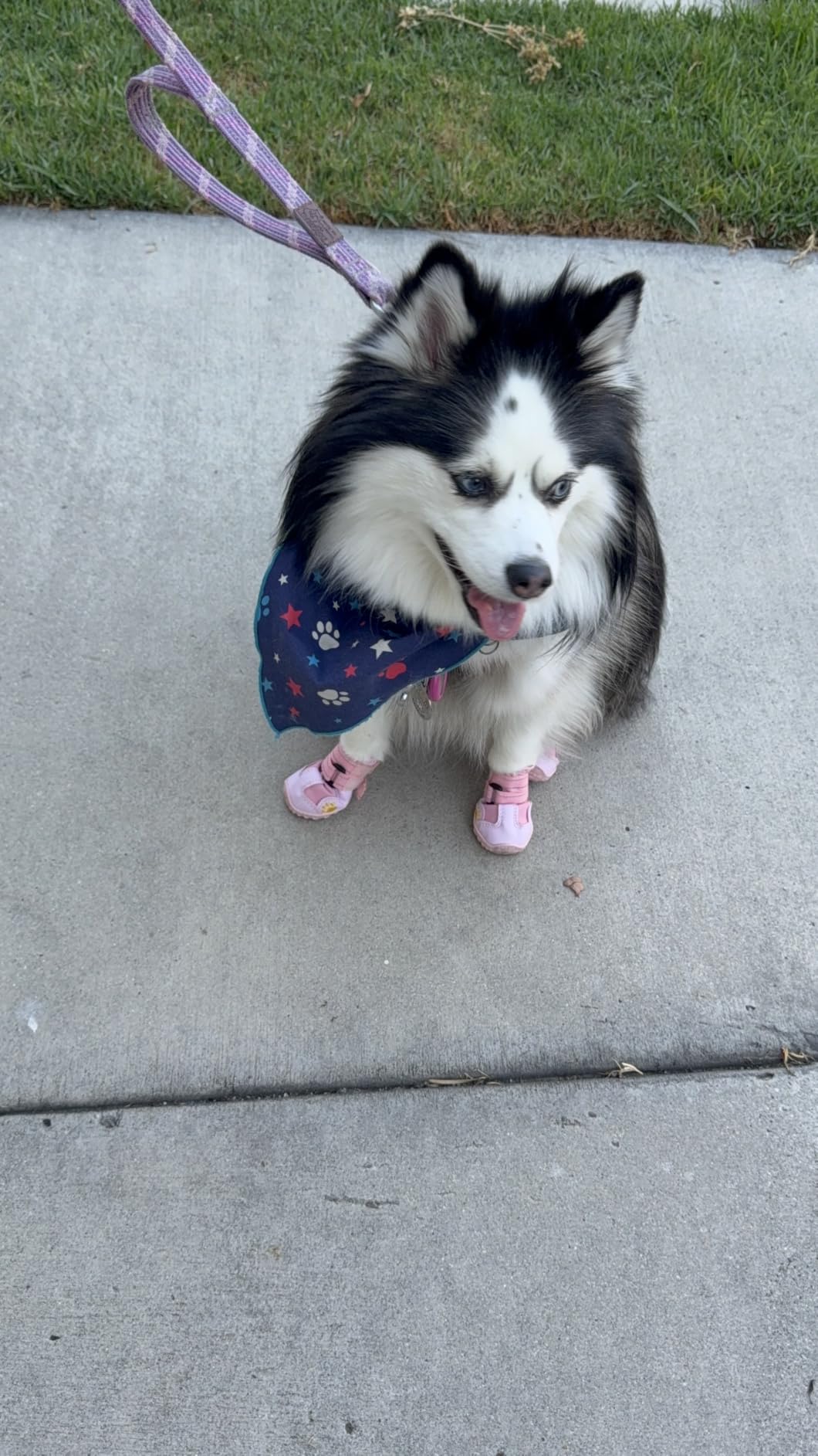 XSY&G Dog Shoes for Hot Pavement, Dog Snow Booties for Medium to Large Dogs | Dog Boots & Paw Protectors Waterproof&Anti-Slip with Reflective for Hardfloors,Walking,Rugged Skid-Resistant Sole Black Size7 customer photo 2