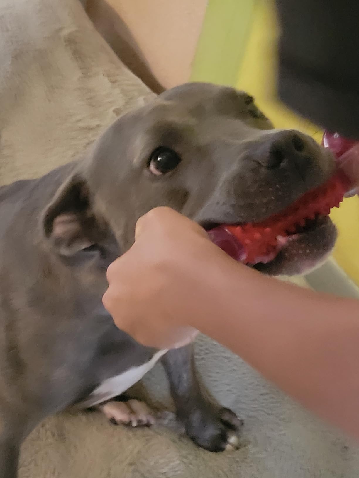 Tough Dog Toys for Aggressive Chewers: Beef Flavored Long Lasting Dog Bones for Large Dogs, Indestructible Dog Chew Toys to Keep Them Busy, Large Dog Toys for Medium & Large Breed, Red customer photo 2
