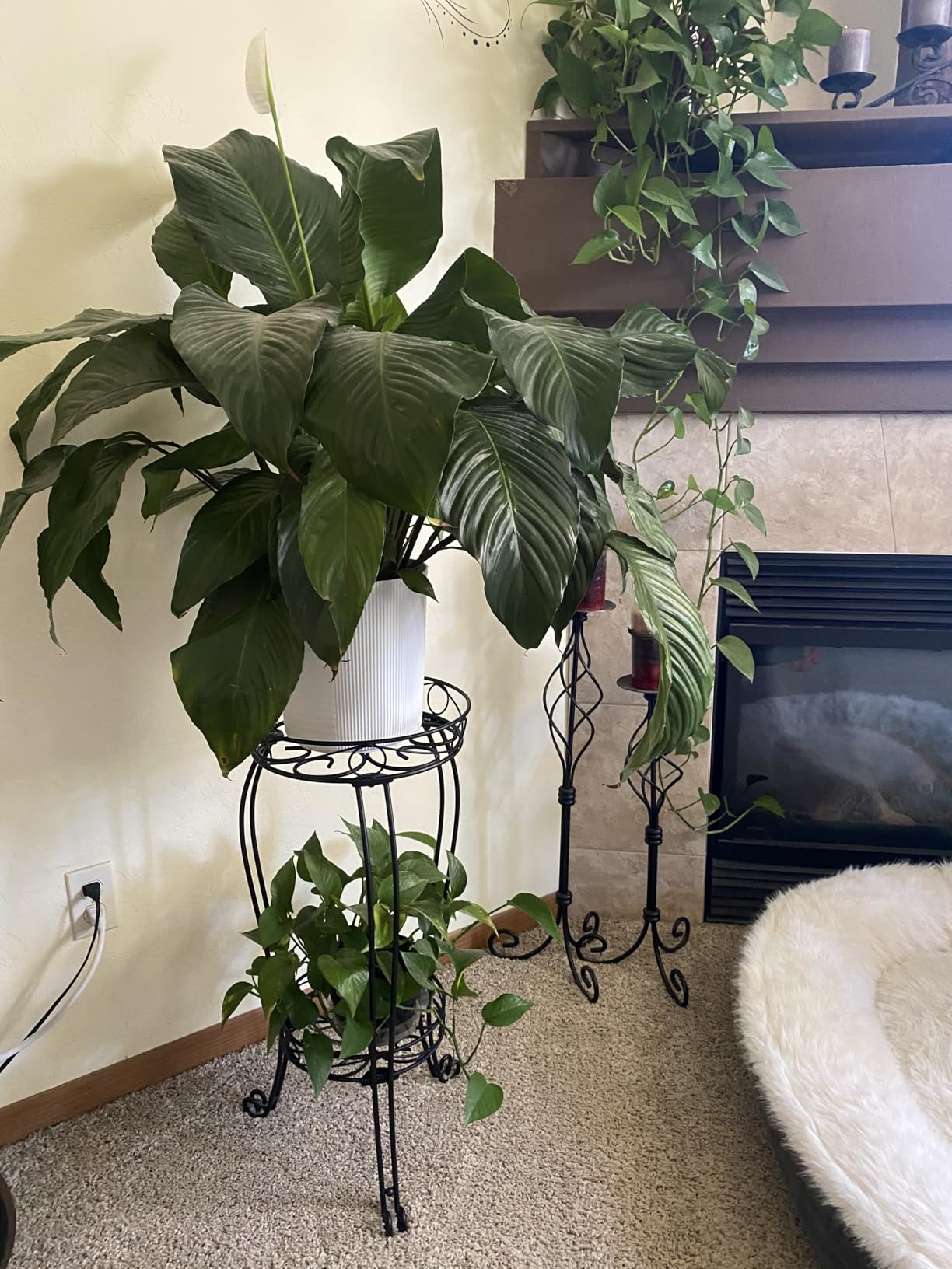 TREEZITEK 11.8 inches Diameter Tall Metal Plant Stand for Indoor or Outdoor, Heavy Duty Flower Pot Stand Rack Holds Big Heavy Plants, Black (18.9 INCHES TALL) customer photo 1