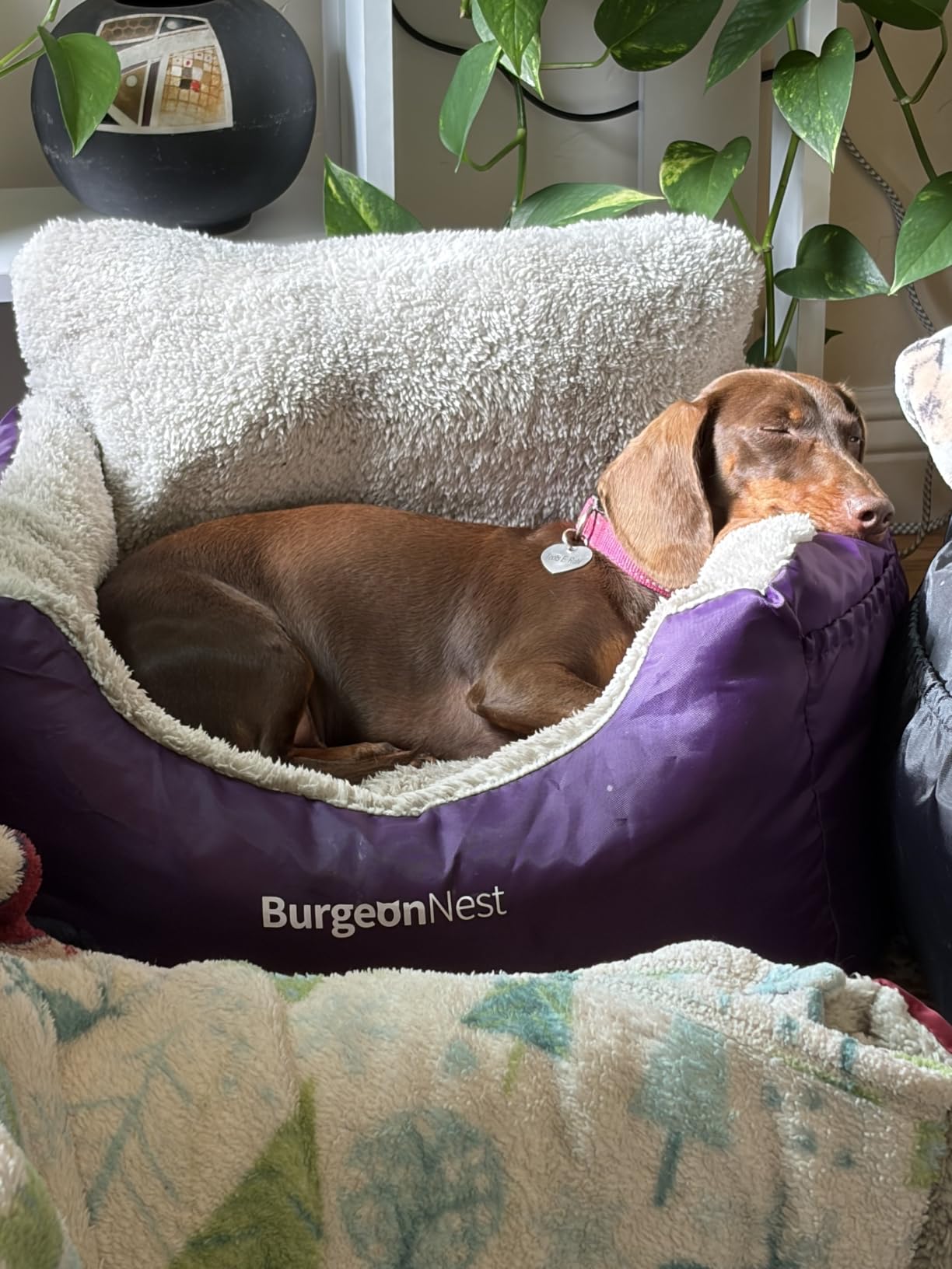 BurgeonNest Dog Car Seat for Small Dogs & Cats Under 25 lbs, Black customer photo 1