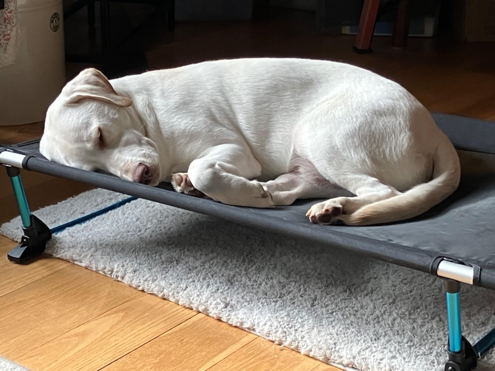 Helinox Elevated Dog Cot Portable Dog Bed for Travel or Camping, Large (39 x 27.5) customer photo 1