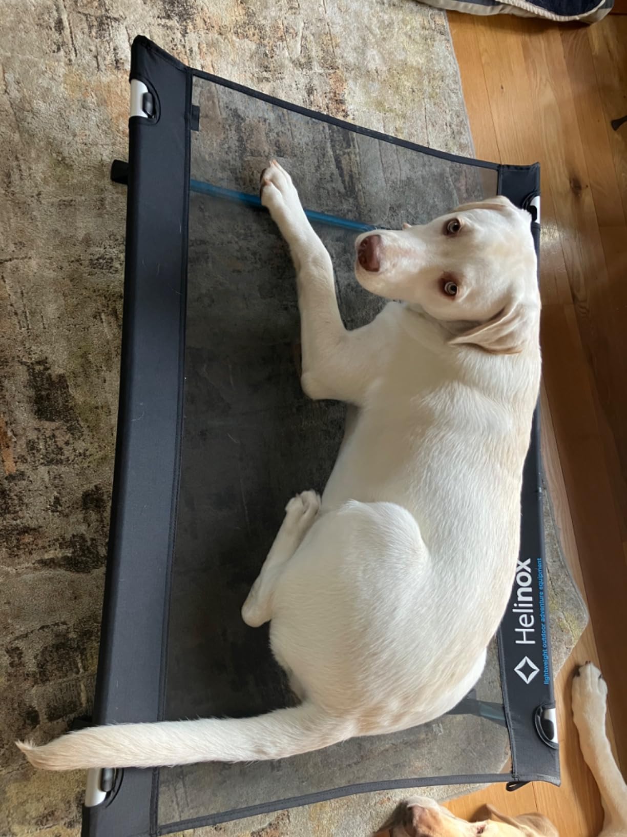 Helinox Elevated Dog Cot Portable Dog Bed for Travel or Camping, Large (39 x 27.5) customer photo 2