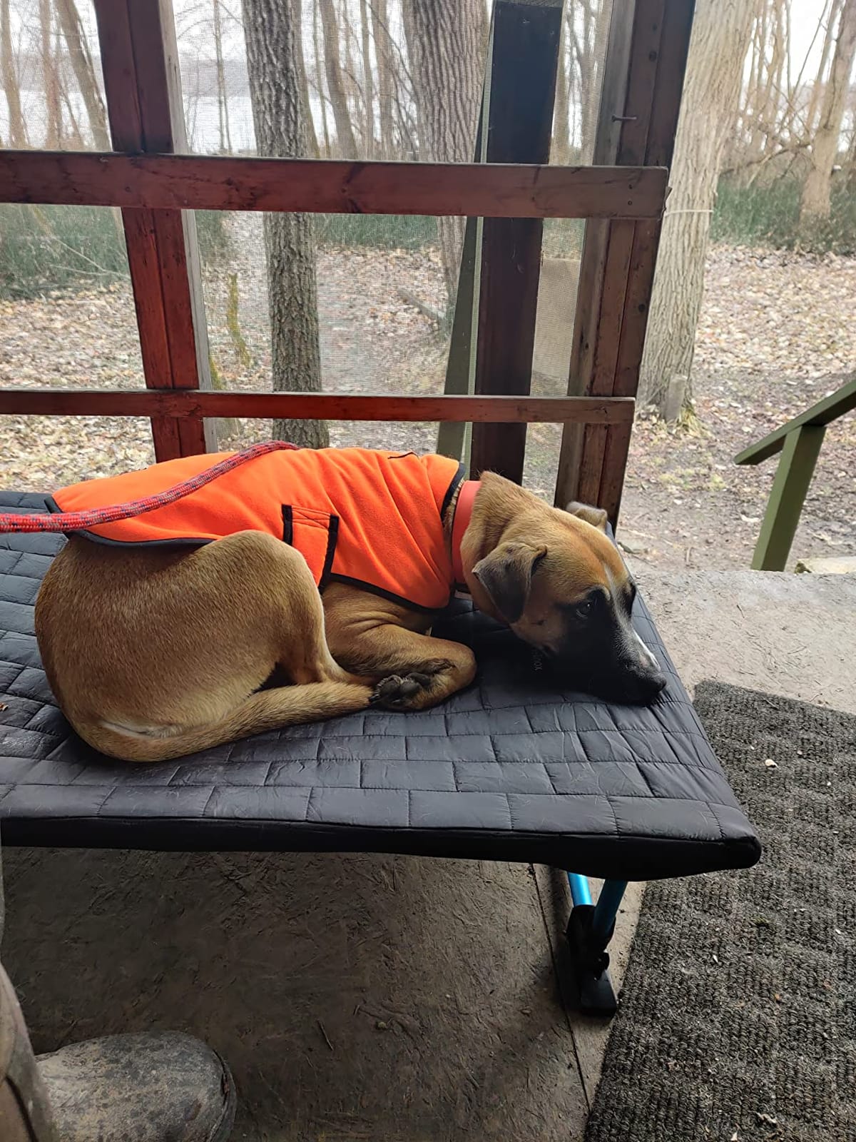 Helinox Elevated Dog Cot Portable Dog Bed for Travel or Camping, Medium (35.5 x 23.5) customer photo 1