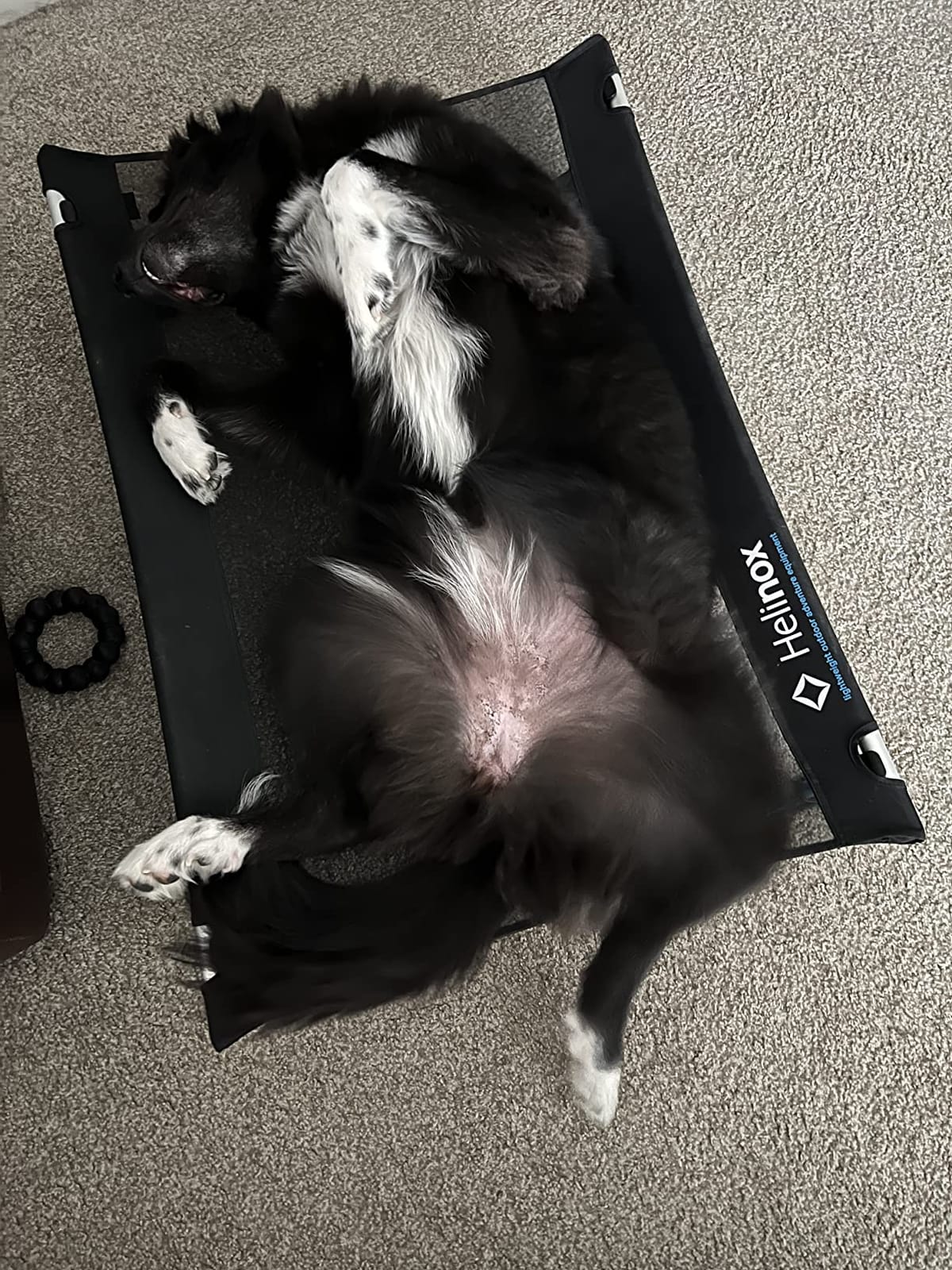 Helinox Elevated Dog Cot Portable Dog Bed for Travel or Camping, Medium (35.5 x 23.5) customer photo 2