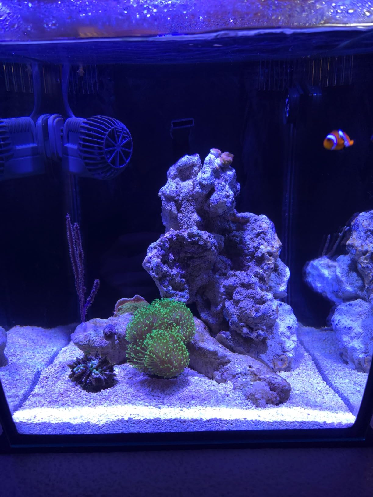 FL!PPER Pico Aquarium Glass Cleaner - Magnetic Fish Tank Cleaner, Scrubber & Scraper, Algae Remover, Aquarium Cleaning Tools customer photo 1