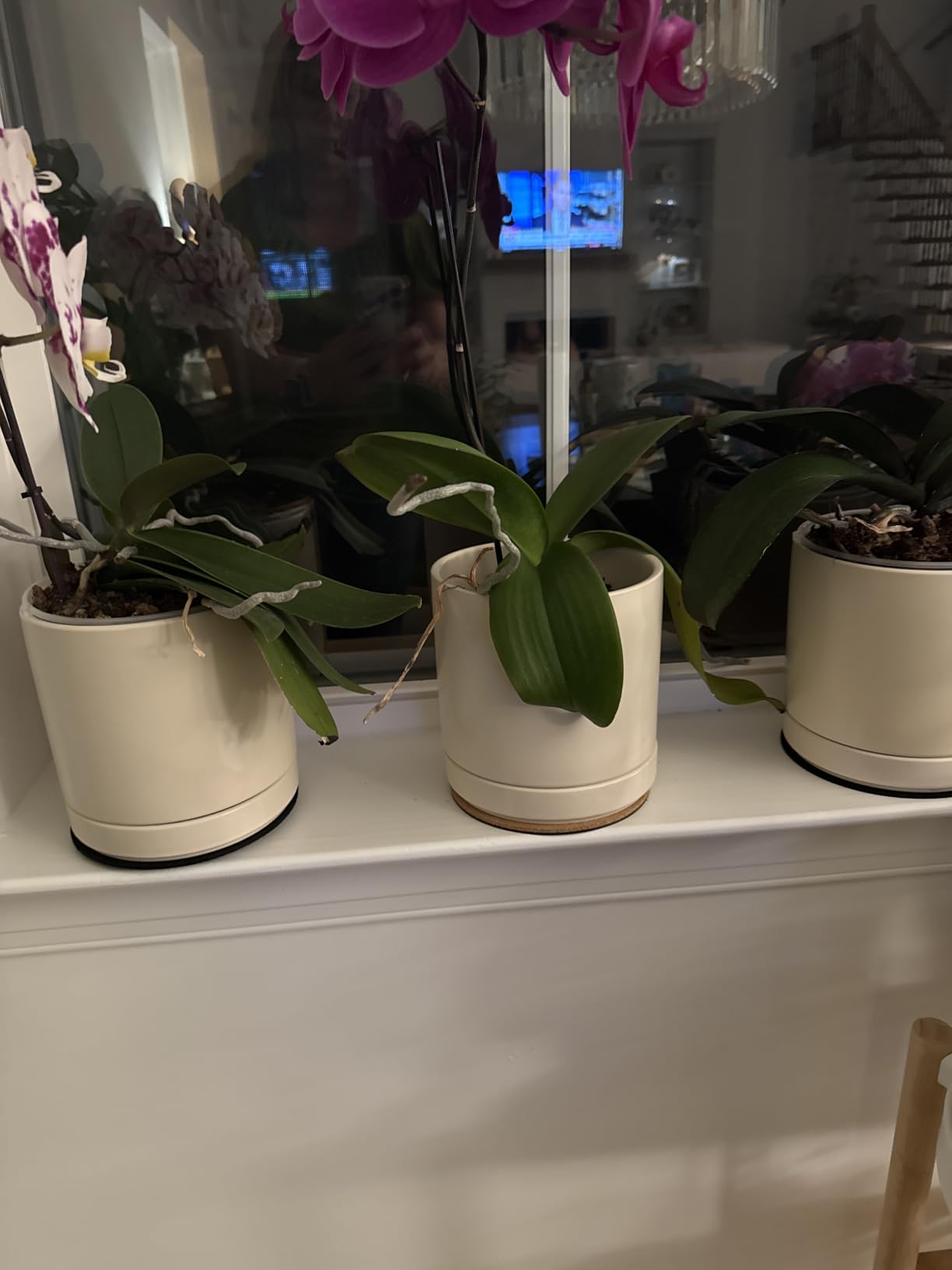 D'vine Dev 2-Pack Ceramic Pots with Saucers, White, 6.5 in, Modern Cylinder Design, Glazed Ceramic, Drainage Hole & Saucer Included customer photo 2