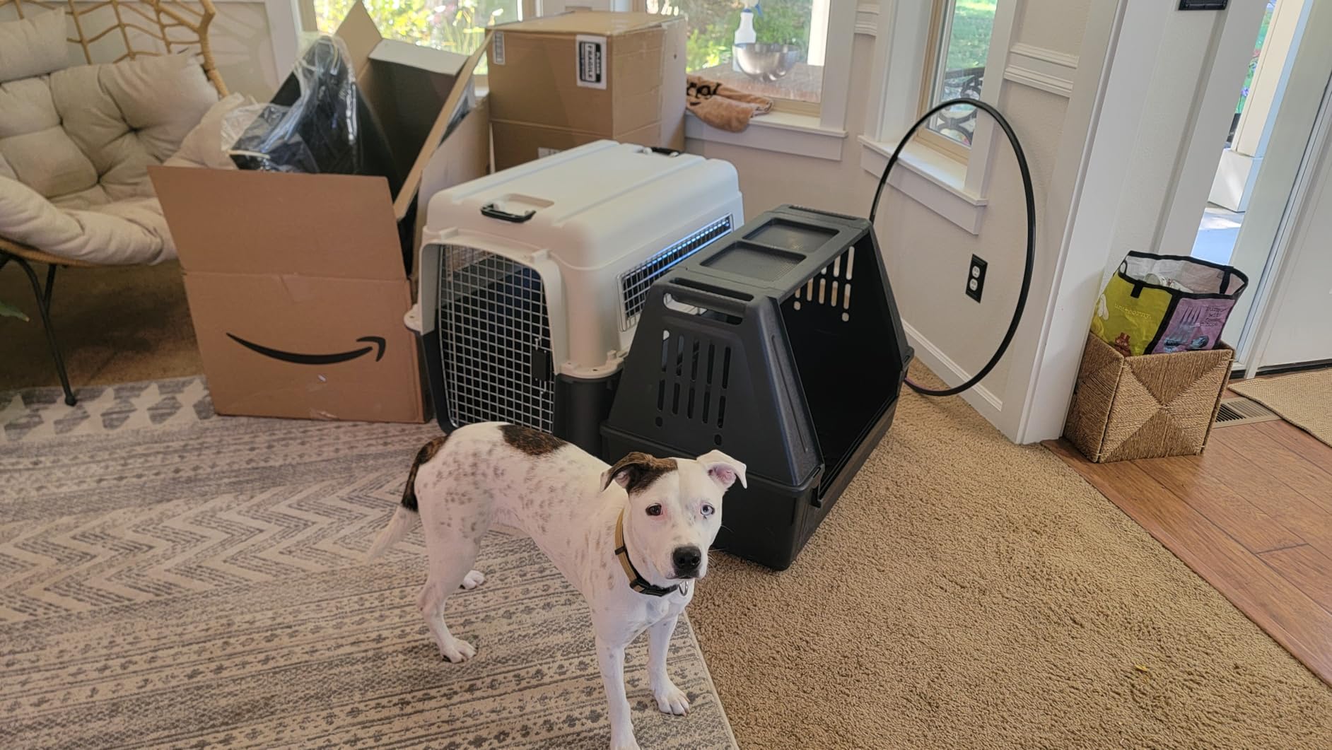 Ferplast Atlas Vehicle SUV Dog Crate, Assembled Car Dog Crate Measures 39L x 23W x 26H, Ideal for Medium to Intermediate Dog Breeds, Black customer photo 1
