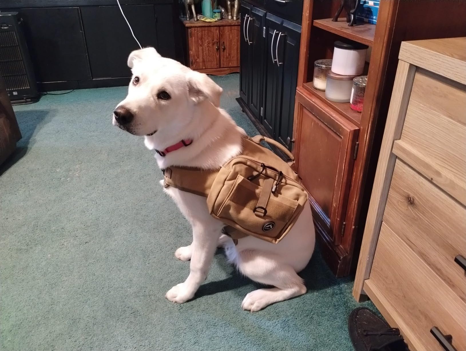Himal Outdoors Dog Backpack & Saddle Bag, Tactical Hiking Backpack Black | For Large Dogs, Side Pockets, Adjustable Strap customer photo 2