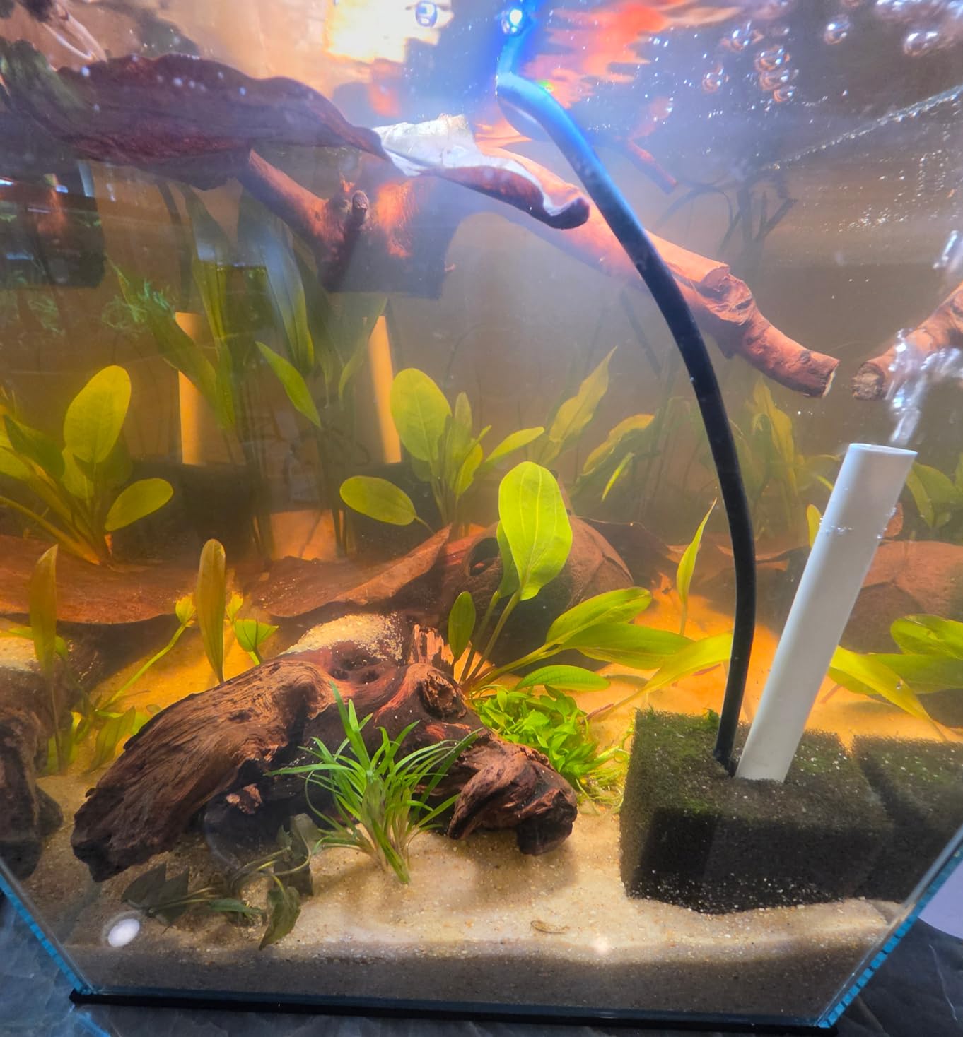 Allcolor Low Iron Glass Ultra Clear Rimless Aquarium Tank (21Gal) | Artisan Grade Fish Tank for Professional Aquascaping and Planted Layouts, 6-60 Gallons (21Gal - Top Glass Canopy) customer photo 2