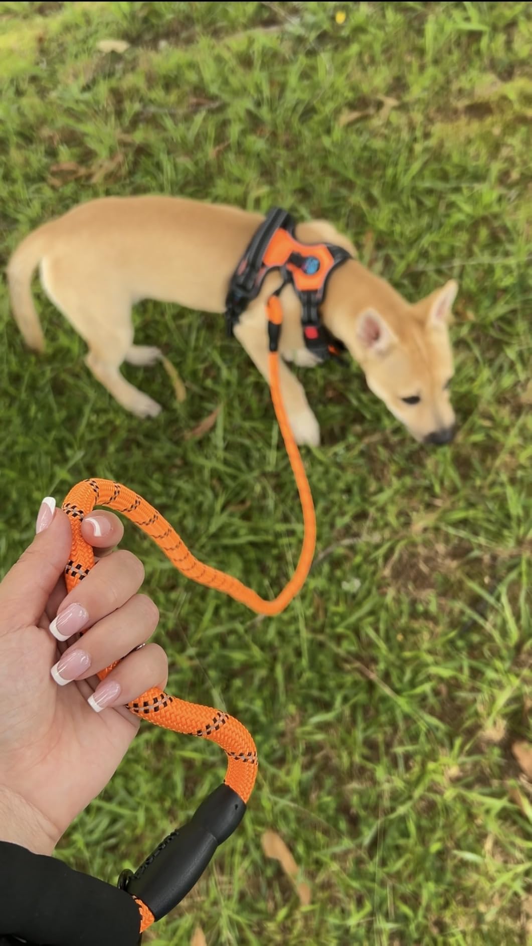 Taglory Rope Dog Leash for Medium Large Dogs, 6 FT Padded Handle, Black | Climbing Rope for Strong Pullers, Reflective for Night Walks and Training, Comfortable Grip, Anti-tangle Swivel Clip 1/2 inch customer photo 2