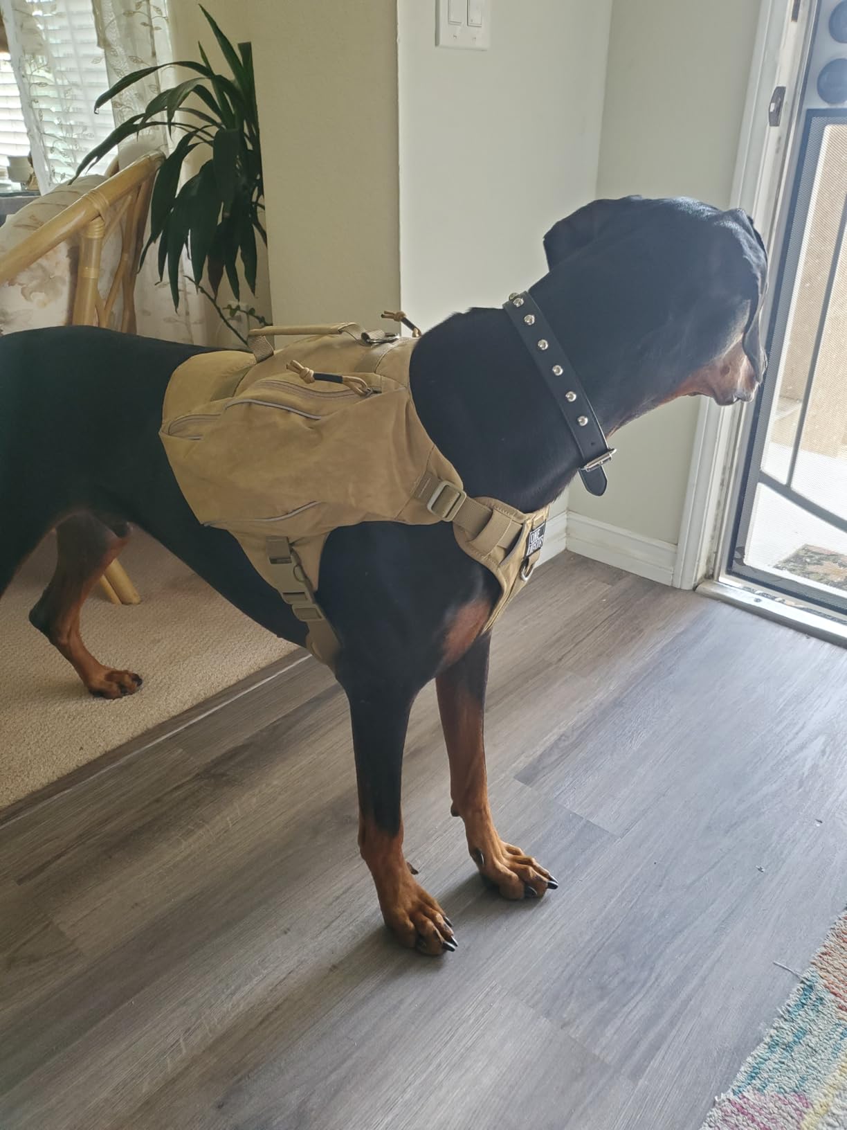ONETIGRIS Y-Shaped Dog Backpack with Handle, Pockets & No Pull D-Rings, Lightweight Hiking Gear for Dogs Hunting Camping Travel (Medium, Green) customer photo 1