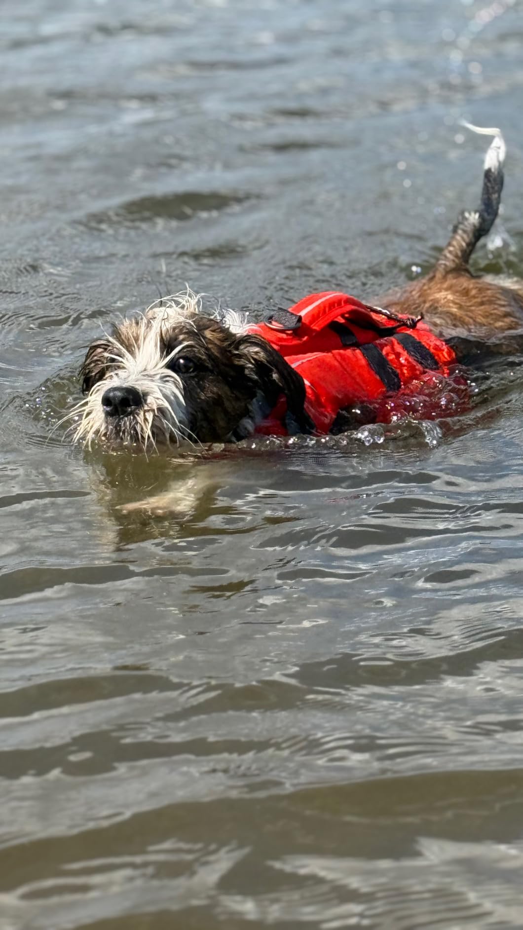 NRS CFD Dog Life Jacket, Teal, Medium customer photo 2