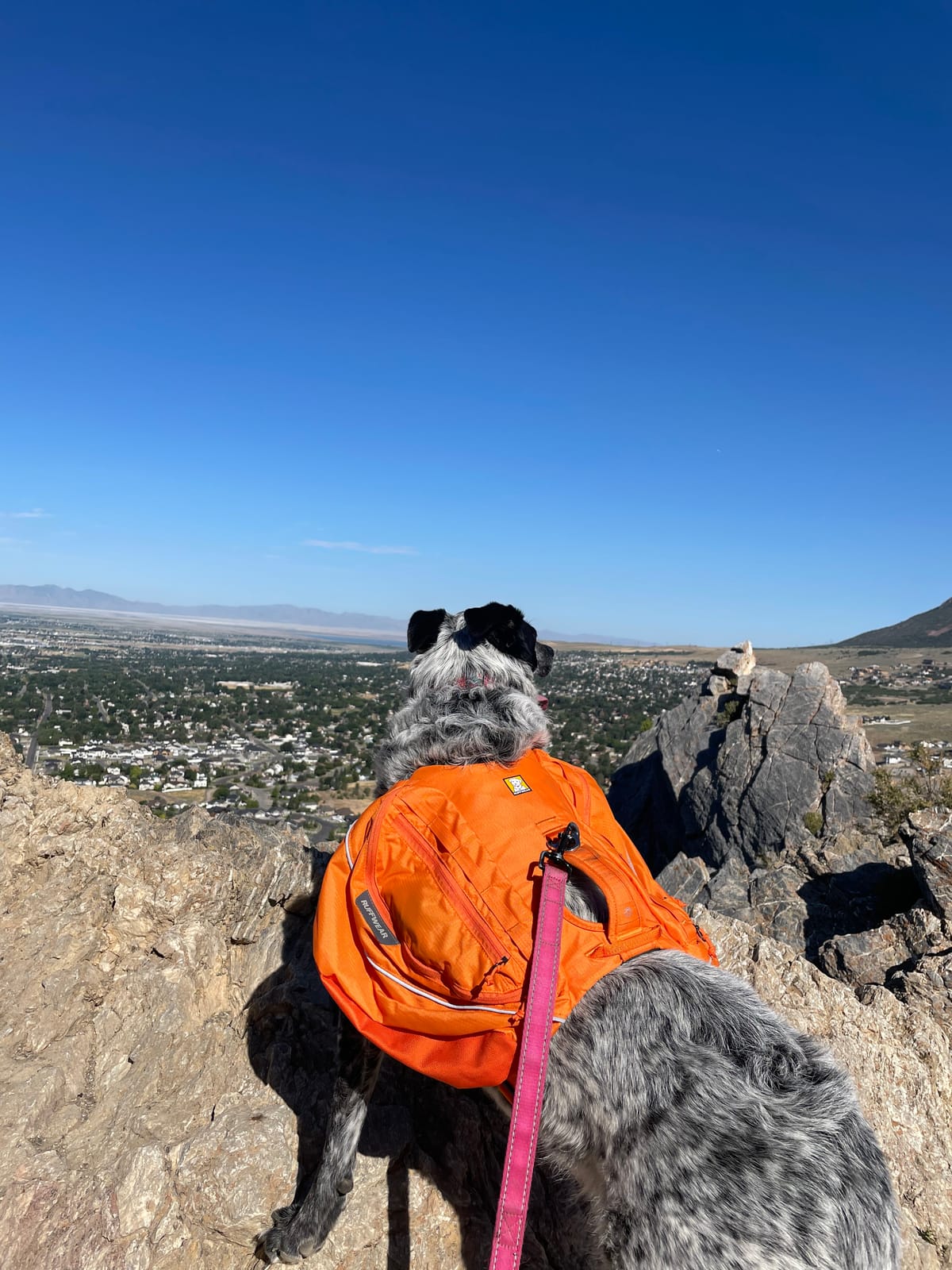 Ruffwear, Approach Pack Dog Backpack, Blue Dusk, Large/X-Large | Weight-Forward Saddlebags with Flopper Stoppers, 5-Point Adjustable Fit, Padded Handle, Dual Leash Points, Reflective Trim customer photo 1