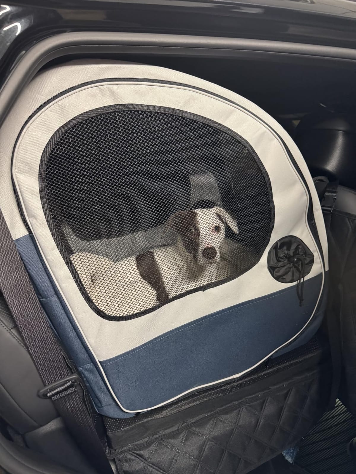 PetSafe Happy Ride Collapsible Travel Dog Crate | Mesh Sides for Ventilation, 2 Entry Doors, Removable Washable Fleece Pad Cover, Folds Flat for Storage, For Pets Up to 60 Lb customer photo 1