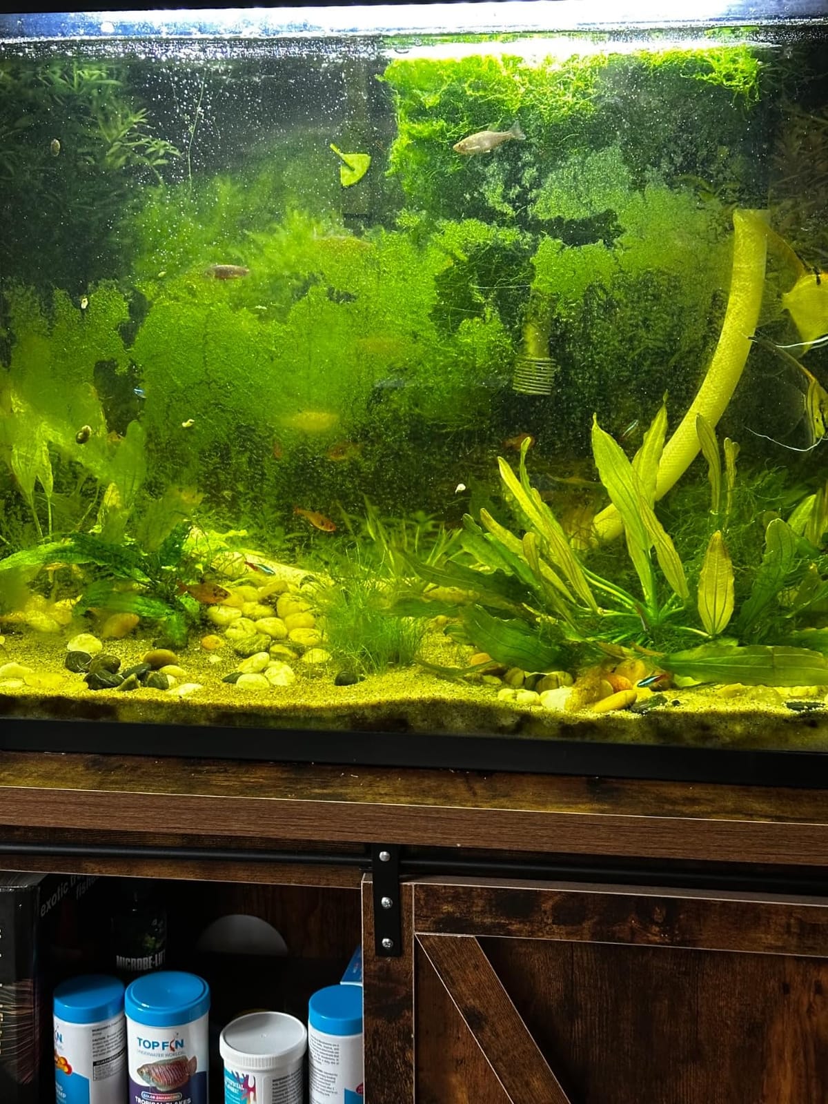 FLIPPER EDGE MAX Magnetic 2-in-1 Aquarium Cleaner for Glass and Acrylic Tanks up to 1 Inch (24mm) Thick - Dual Blade Design with Floating Algae Scraper and Cleaning Tool - Black customer photo 1