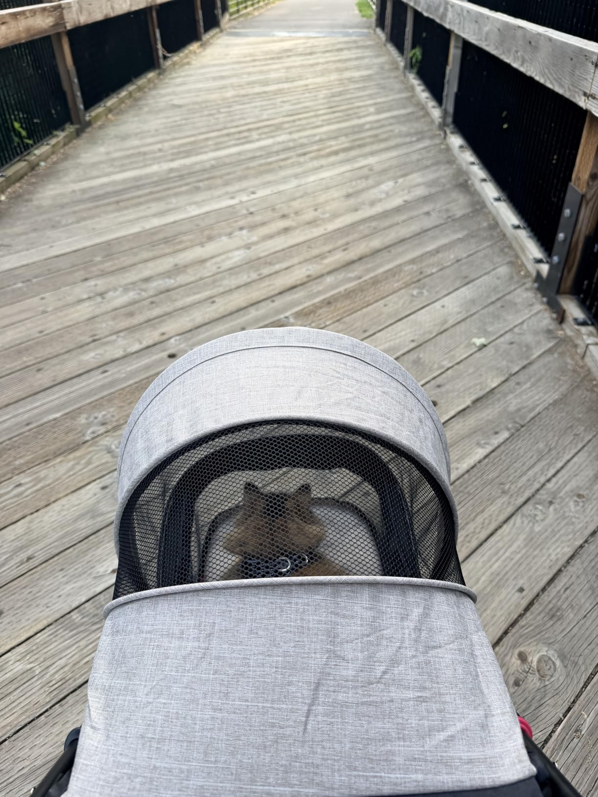 ROODO 3 Wheel Pet Stroller Best Lightweight Foldable Compact Portable Jogger All Terrain Travel Pet Gear Puppy Kitty Stroller for up to 30lbs Medium Small Dogs and Cats(Green) customer photo 1