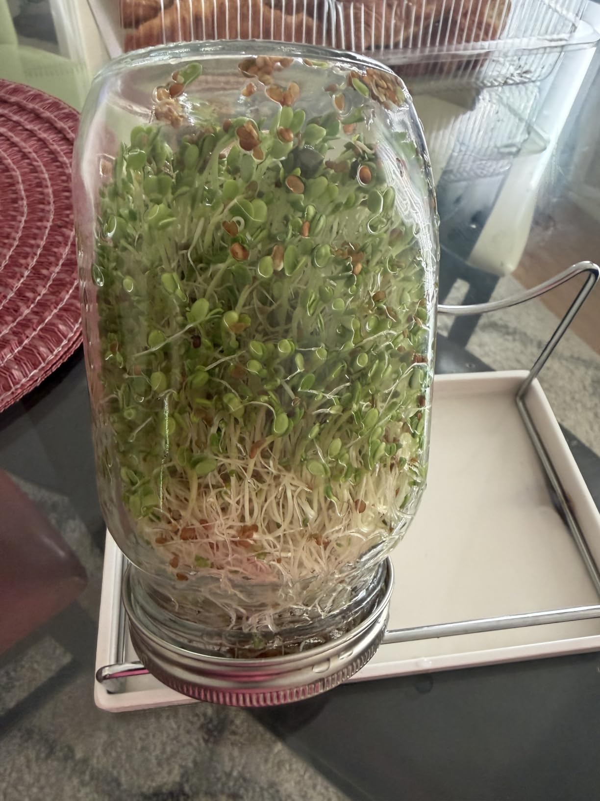 Premium Sprouting Jar Kit,2-Wide Mouth Mason Jars with Mesh Sprout Lids | Sprouting Blackout Sleeves, Stand, Drip Tray, Professional Seed Sprouting Kit for Mung Bean, Alfalfa, Broccoli Sprout Growing customer photo 1