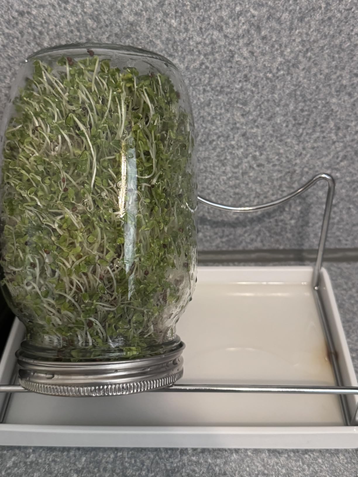 Premium Sprouting Jar Kit,2-Wide Mouth Mason Jars with Mesh Sprout Lids | Sprouting Blackout Sleeves, Stand, Drip Tray, Professional Seed Sprouting Kit for Mung Bean, Alfalfa, Broccoli Sprout Growing customer photo 2