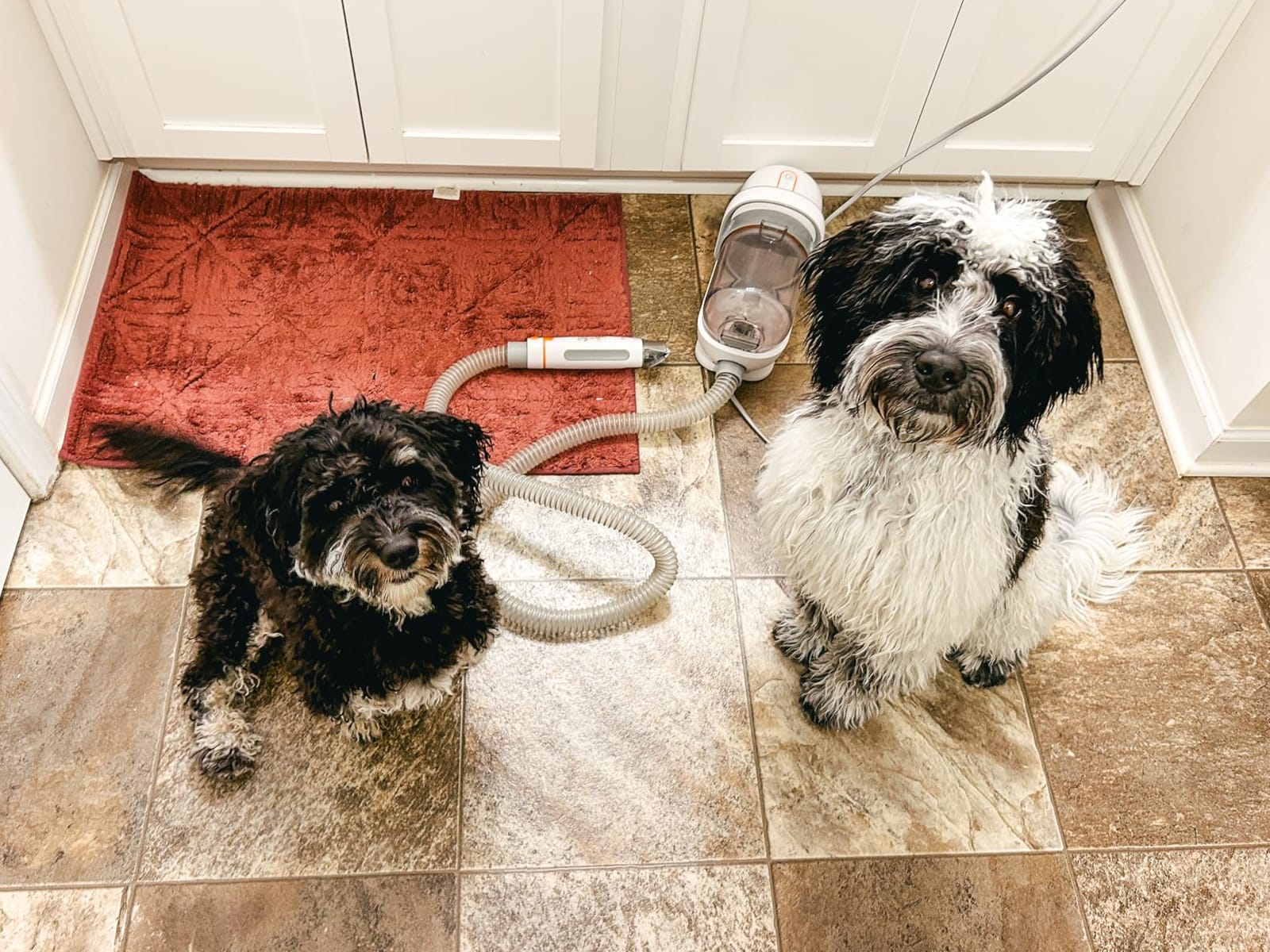 Afloia 6-in-1 Dog Grooming Vacuum Kit, Pet Clipper & Nail Grinder, White | All-in-one grooming covers brushing, clipping, trimming and nail care, 1.5L dust cup, 3 suction levels, low-noise comfort customer photo 2