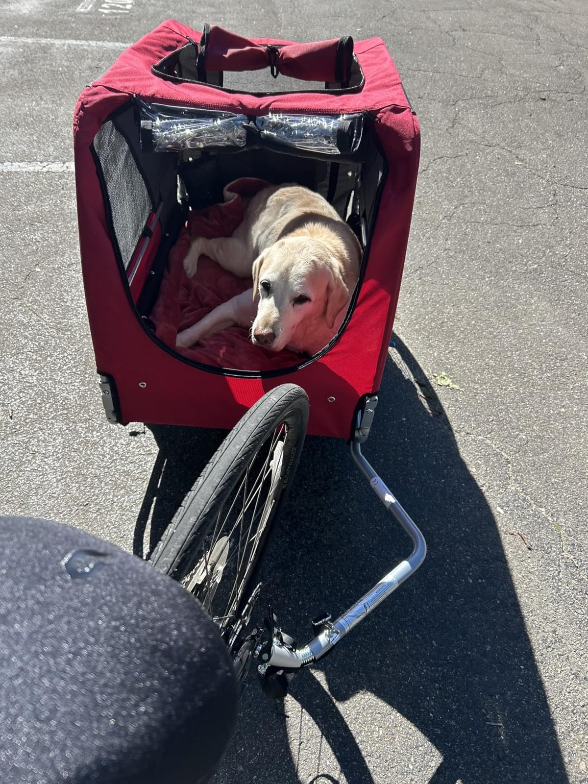 DOGGYHUT Premium X Large Pet Bike Trailer Up to 100 lbs (Gray) - Bicycle Trailer for Small Medium or Large Dogs, Dog Bicycle Carrier, Low Center of Gravity, Folding Frame Cart customer photo 2