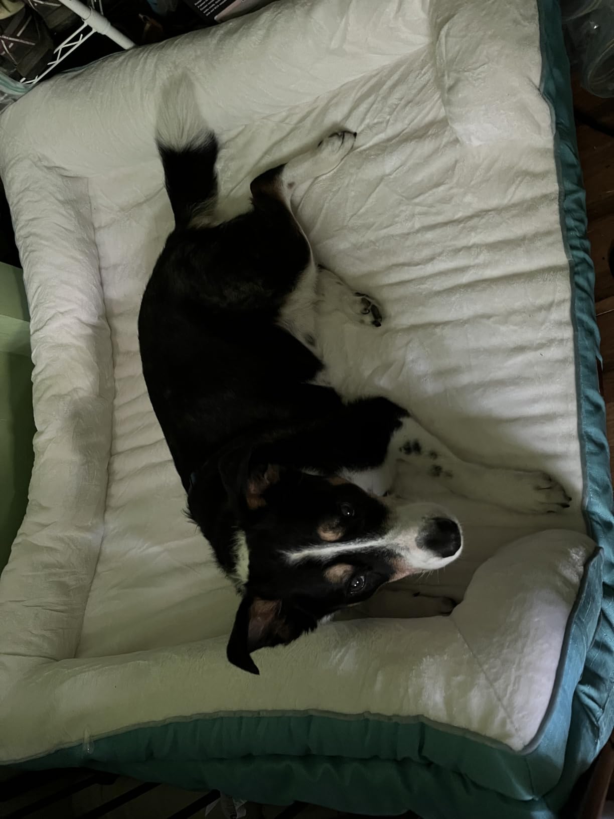 EHEYCIGA Orthopedic XXL Dog Bed, Waterproof Washable XL Big Pet Bed 52
