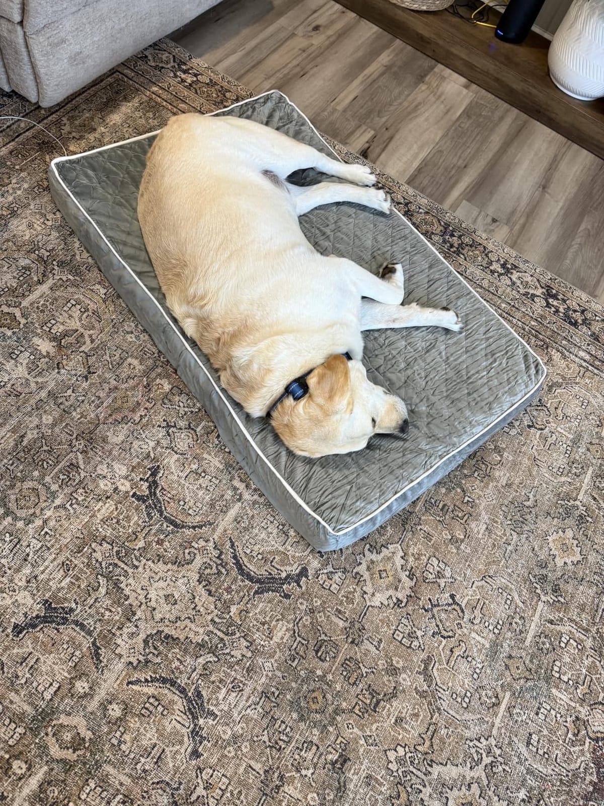 WNPETHOME Orthopedic XXL Dog Beds for Large Senior Dog Bed Comfy Sleeping | XXL Washable Waterproof Dogs Bed with Removable Cover, Multi-Needle Quilting Dogs Crate Bed for Relax, Light Grey 47x29 Inch customer photo 1