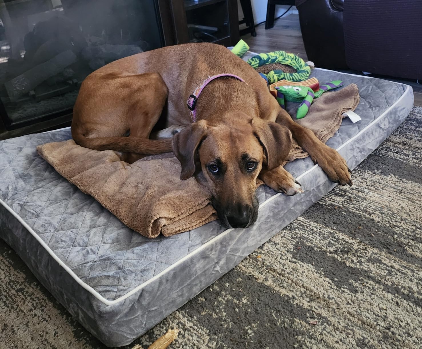 WNPETHOME Orthopedic XXL Dog Beds for Large Senior Dog Bed Comfy Sleeping | XXL Washable Waterproof Dogs Bed with Removable Cover, Multi-Needle Quilting Dogs Crate Bed for Relax, Light Grey 47x29 Inch customer photo 2