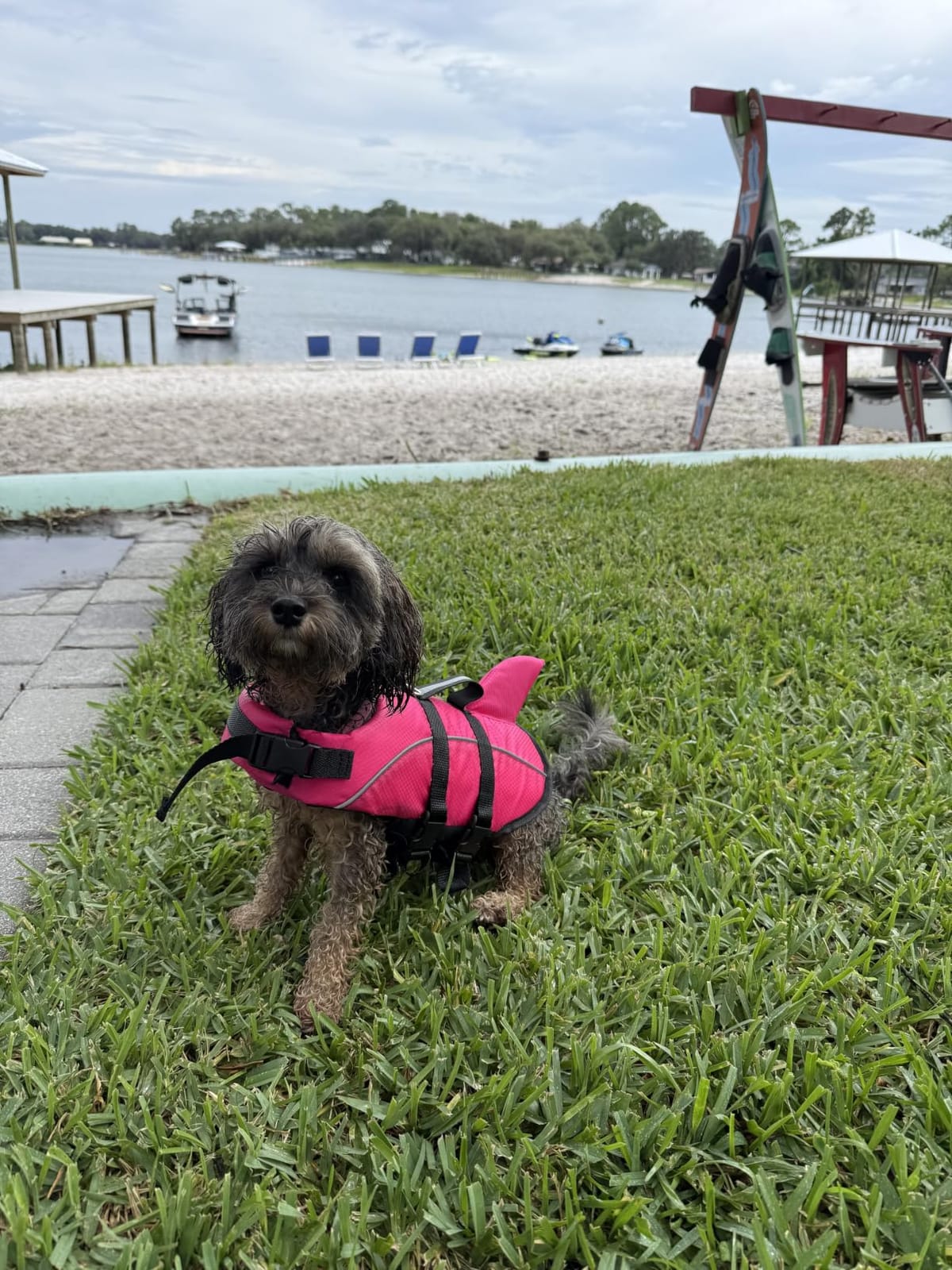 Queenmore Small Dog Shark Life Jacket Dog Life Vest for Swimming Boating | Dog Life Vest for Kayaking - High Buoyancy Reflective Light Dog Lifesaver with Strong Rescue Handle (Light Blue, S) customer photo 1