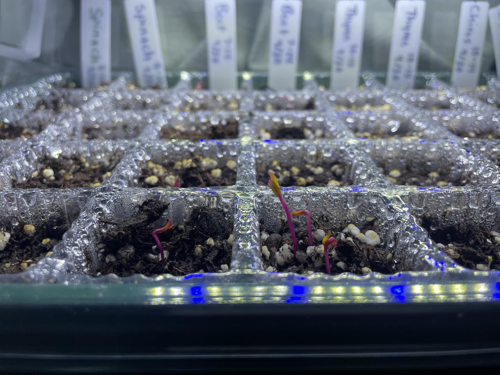BlumWay Seed Starter Tray with Grow Light, Humidity Dome, 2 Pack 80 Cells | Vented Dome & Drainage Holes, Adjustable Brightness, Seedling Tray for Plant Germination, Seed Growing, Indoor Plant Starter customer photo 2