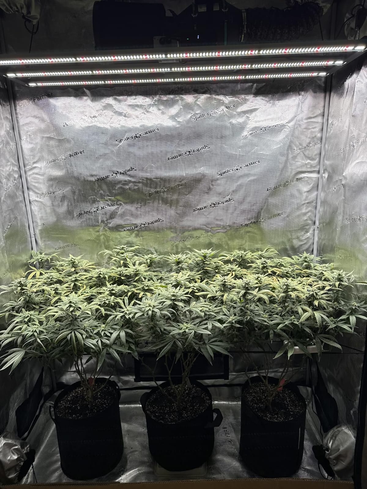 SE4500 LED Grow Light 320W for 2x4 Grow Tents, App‑Controlled | Dimmable Full‑Spectrum Bar‑Style Grow Lamp, Osram Hyper‑Red, Sunrise‑Sunset Mode, for Seedling, Veg, Flowering Indoor Plants customer photo 1