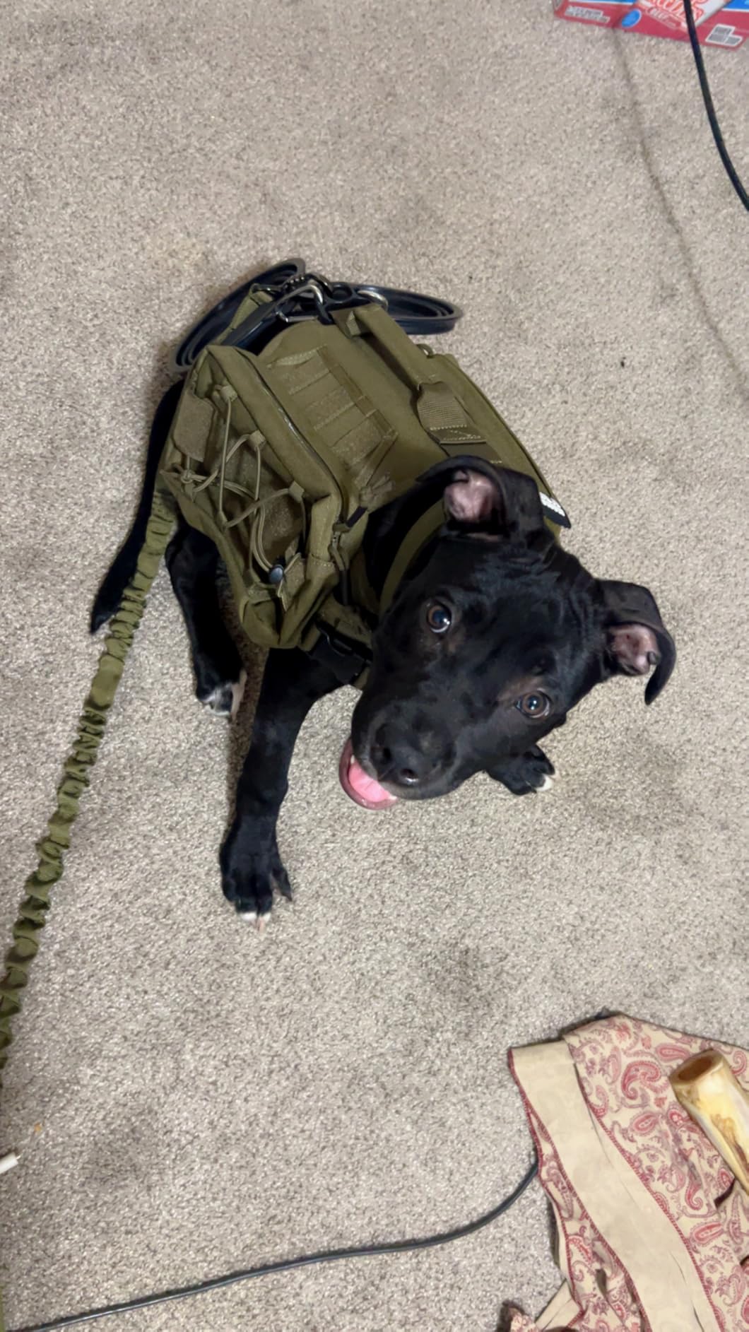 OneTigris Dog Backpack for Medium & Large Dogs, Mammoth Nylon Dog Pack Tactical Backpack Harness with Side Pockets for Hiking Walking Training Running customer photo 1