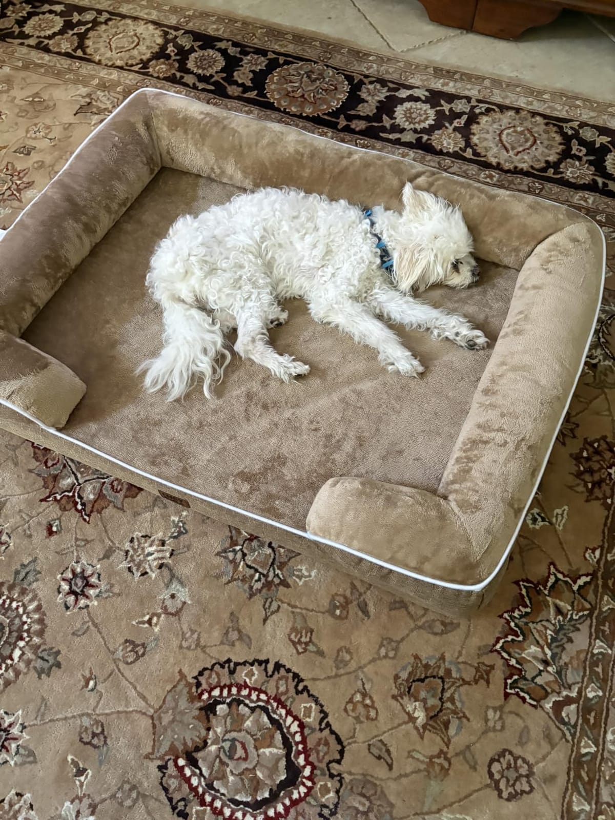 EHEYCIGA Orthopedic Dog Beds for Extra Large Dogs, Waterproof Memory Foam XL Dog Bed with Sides, Non-Slip Bottom and Egg-Crate Foam Big Pet Couch Bed with Washable Removable Cover, Camel customer photo 2