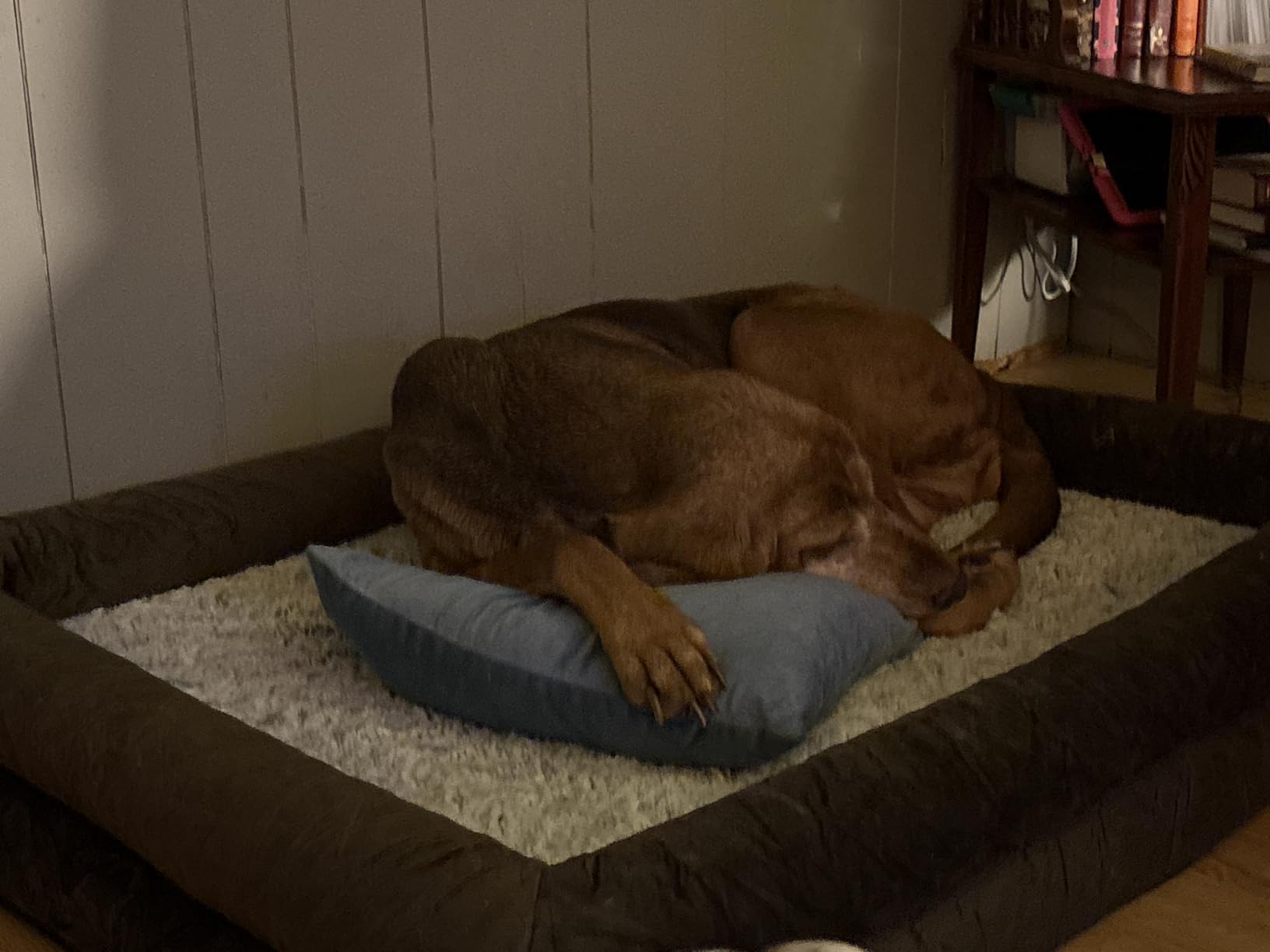 WNPETHOME XL Extra Large Orthopedic for Senior Dog Bed Comfy Sleeping | Washable Dog Couch with Removable Waterproof Cover, Large Pet Sofa Bed with Bolster Sides for Relaxing Grey 41x28 Inch customer photo 1