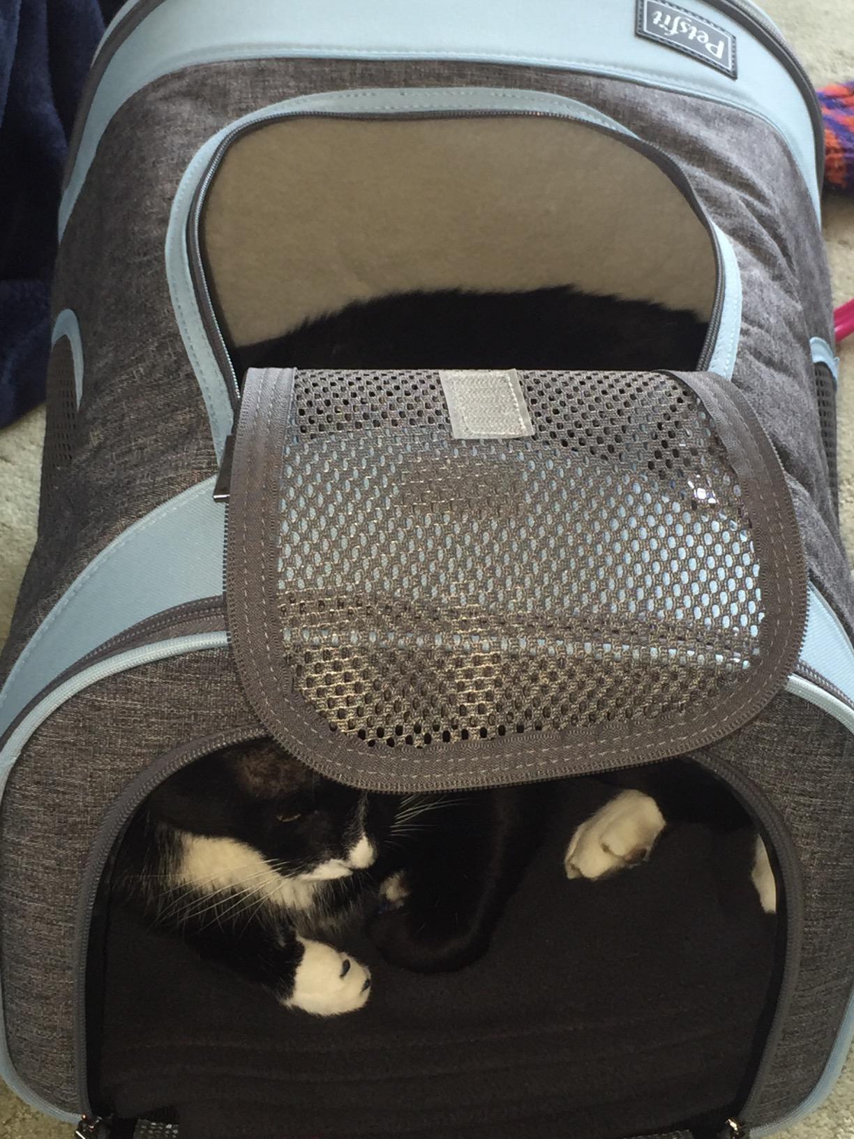 Petsfit Dog and Cat Backpack Carrier, Padded Waist Support, Up to 18 lb | reinforced frame, 600D Oxford, 4 mesh panels, lockable zippers, safety tether and washable mat customer photo 2